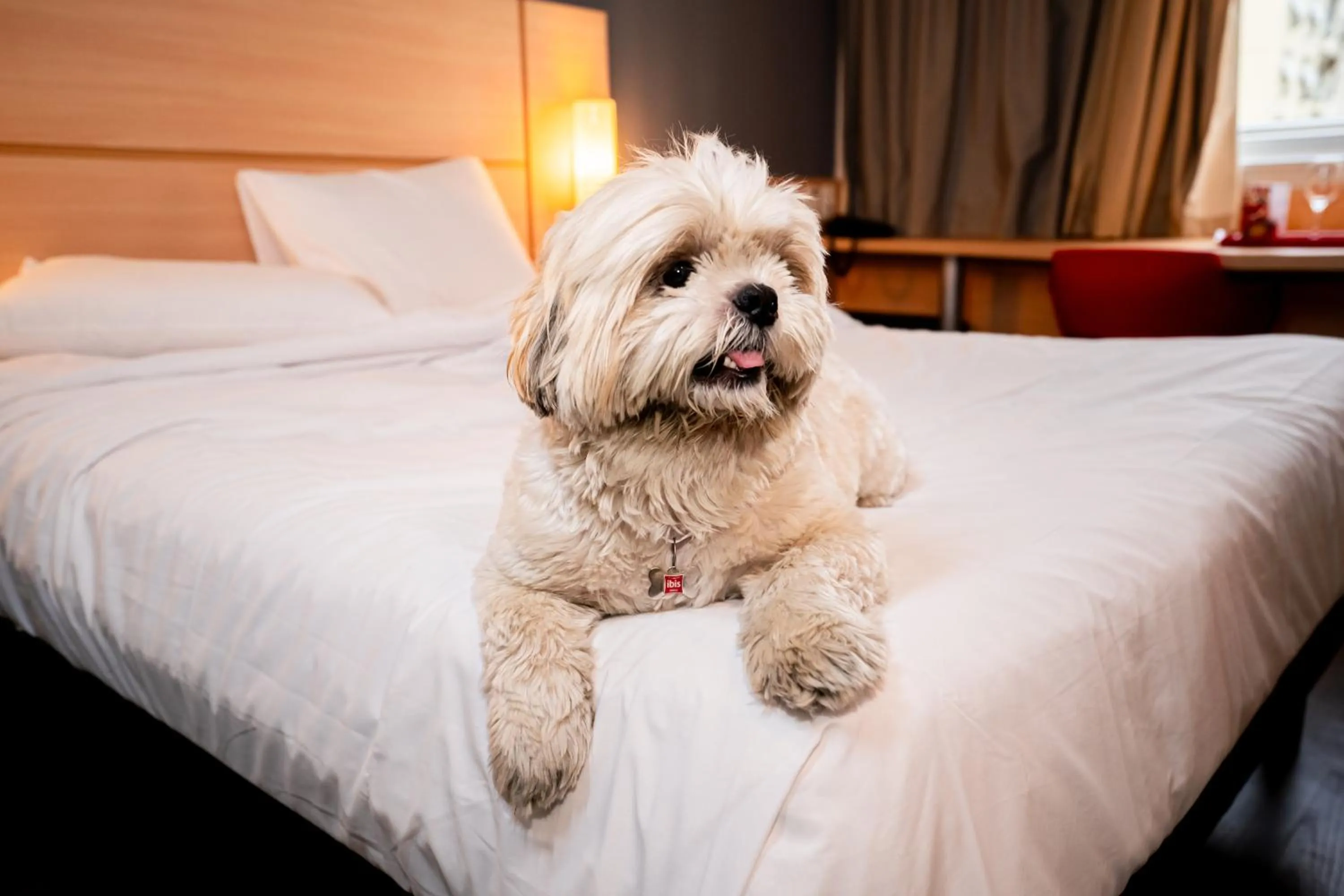 Pets, Bed in ibis Copacabana Posto 5