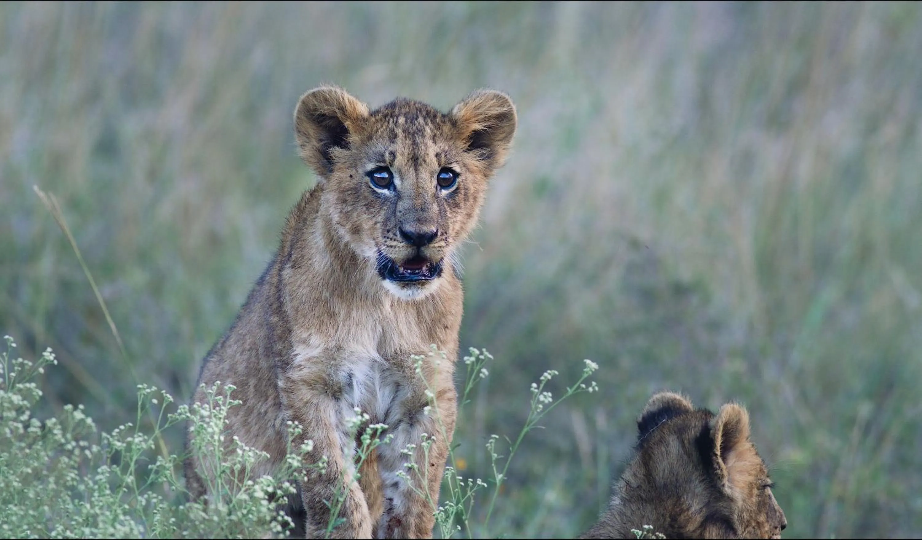 Ololo Safari Lodge & Farm