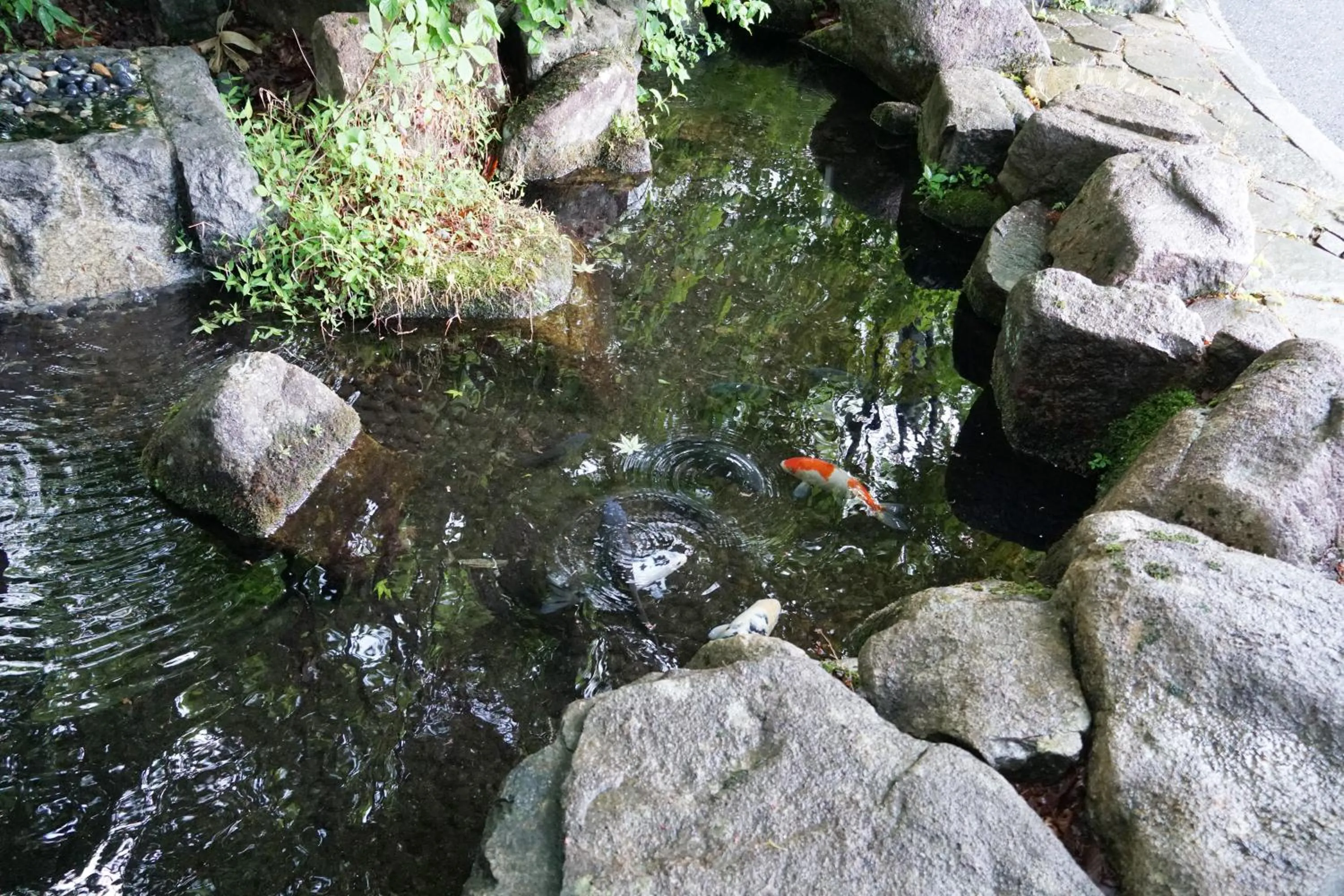 Animals in Blancvert Nasu Onsen Hotel
