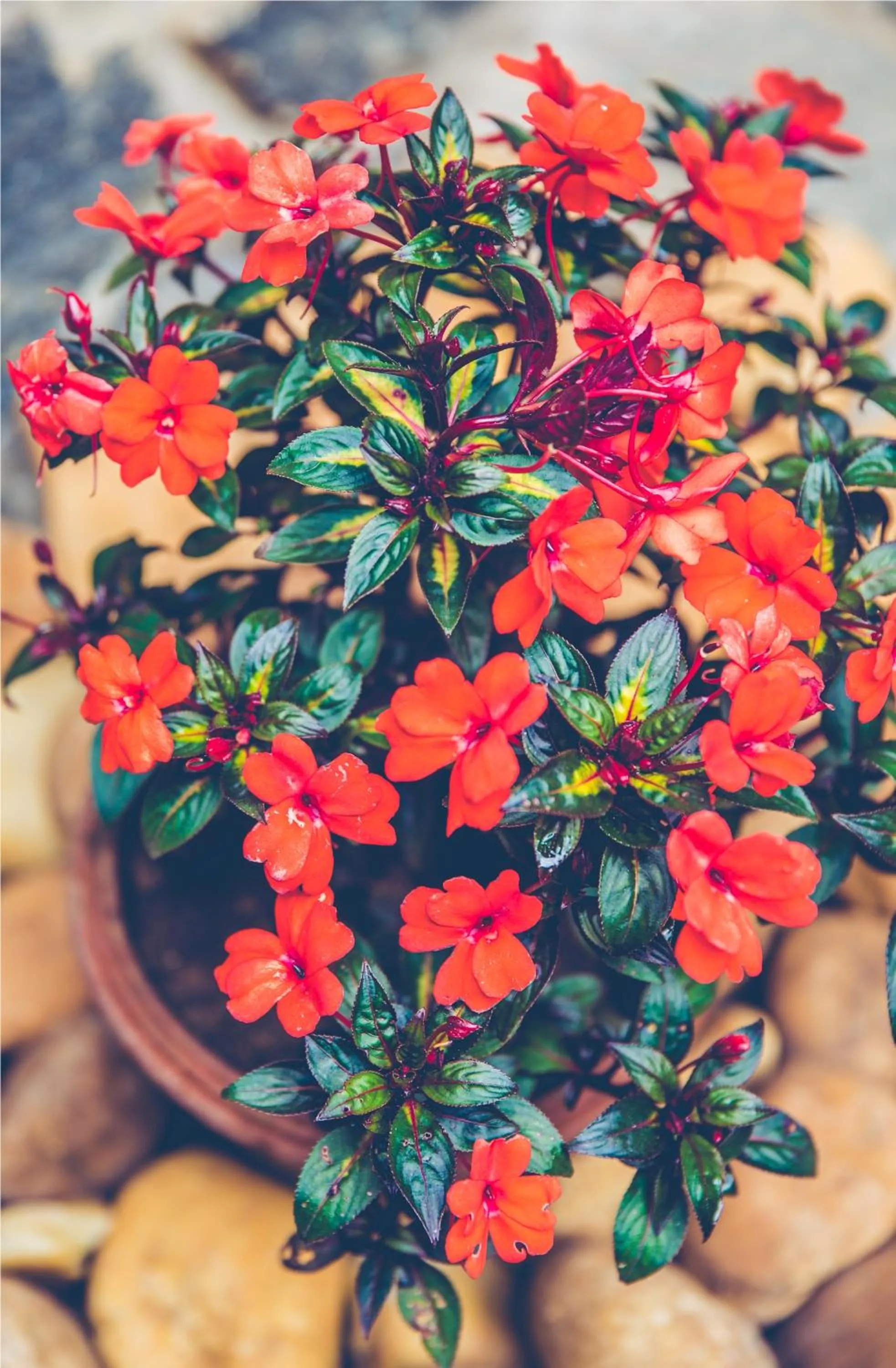 On site in Wildernest