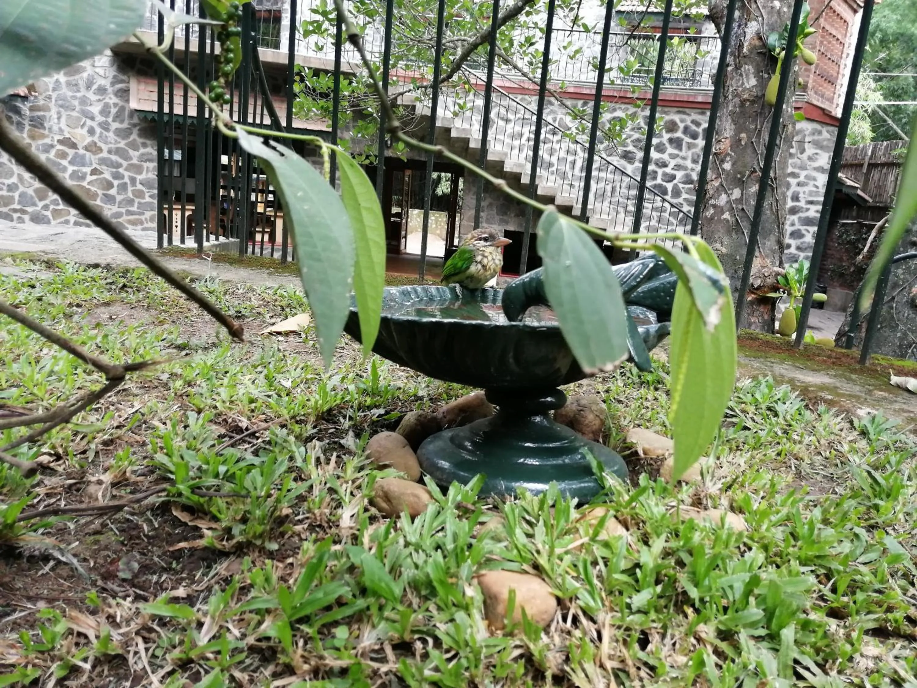 Garden view in Wildernest