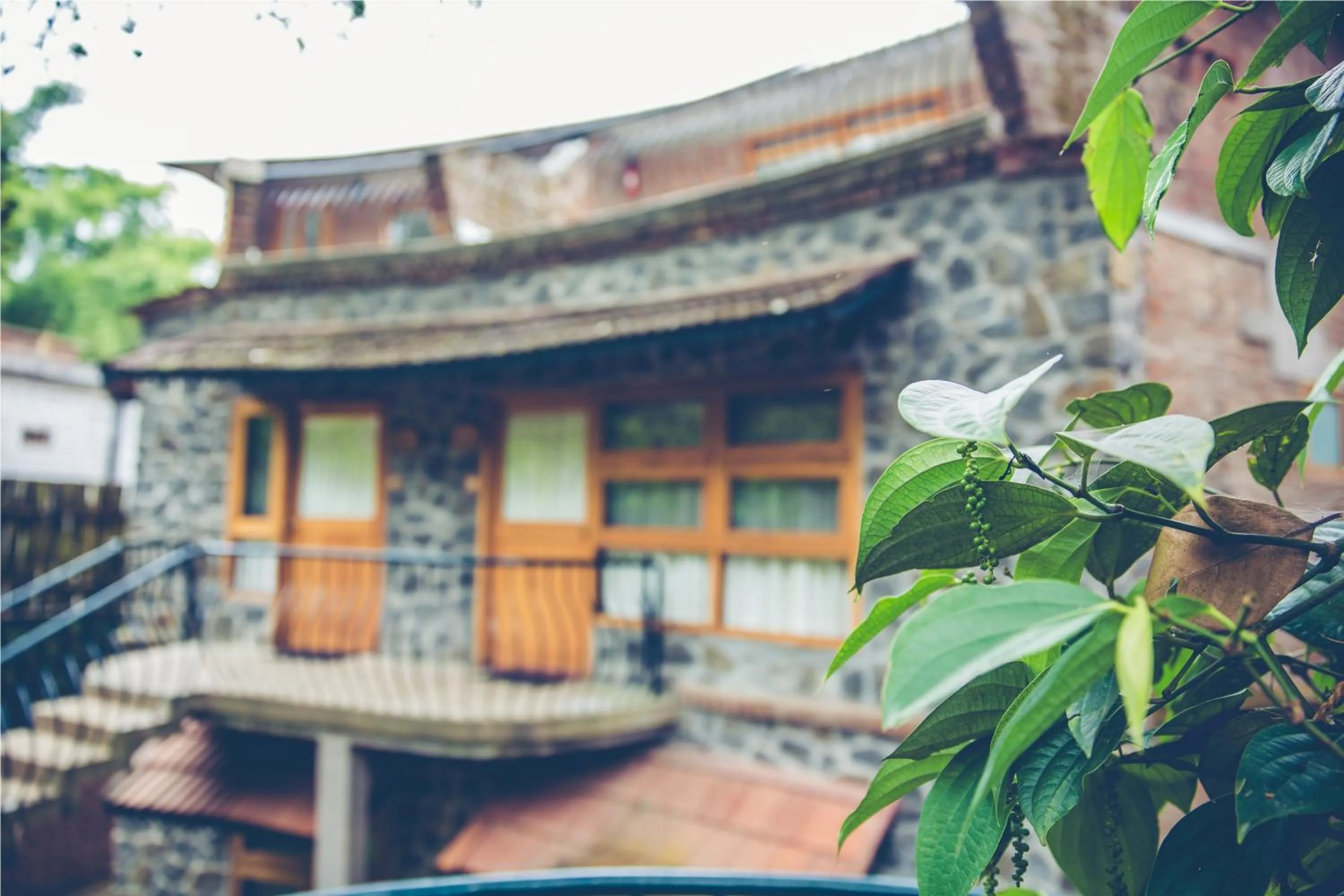 Bird's eye view in Wildernest