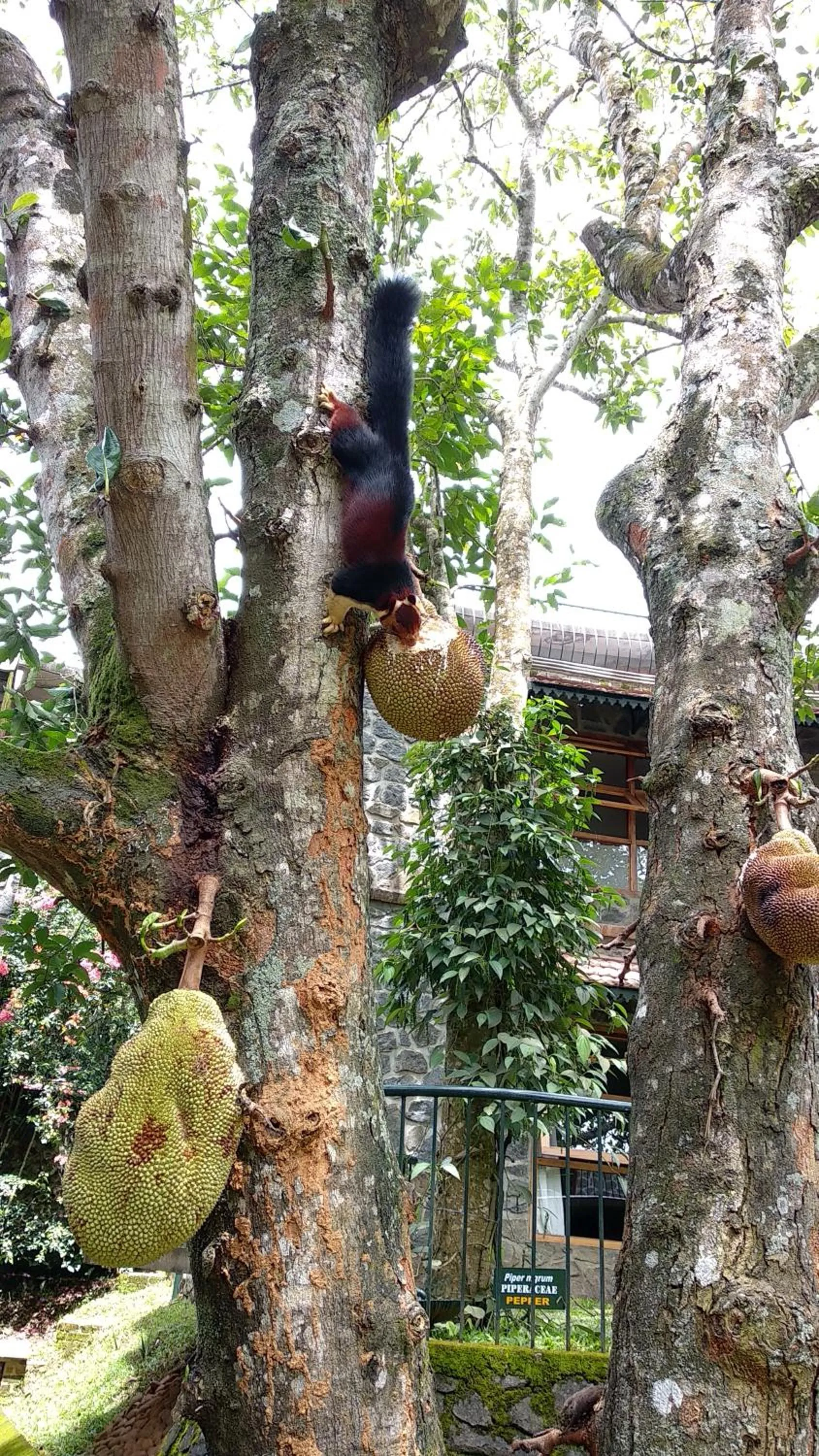 Garden in Wildernest