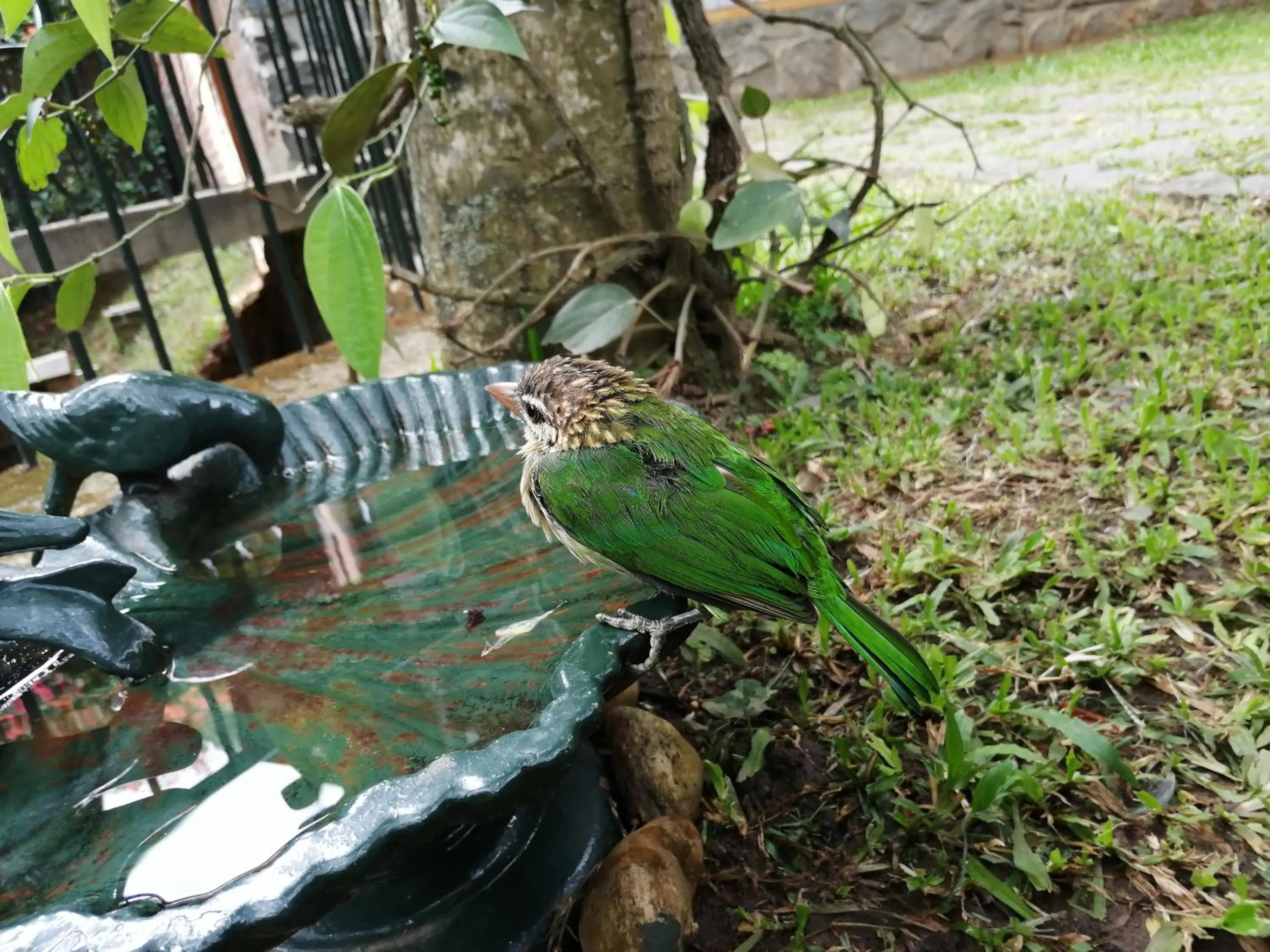 Garden view in Wildernest