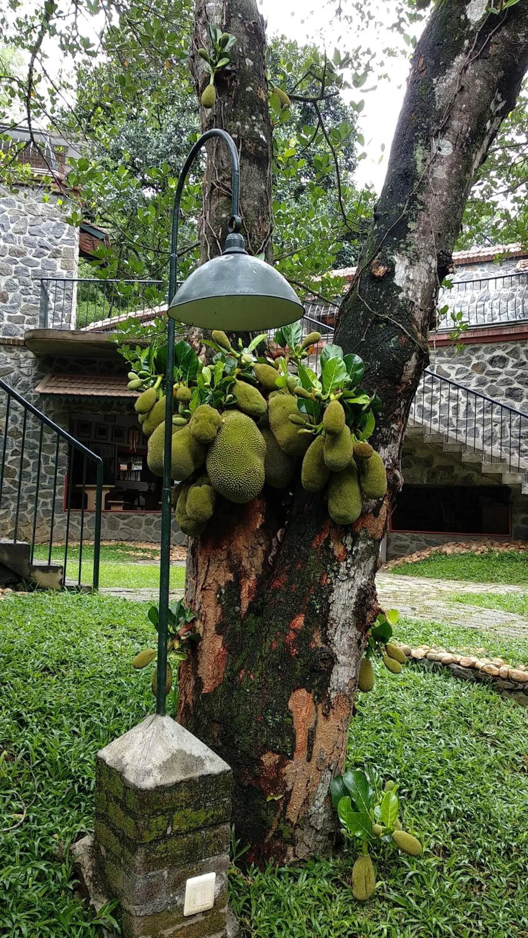 Garden in Wildernest