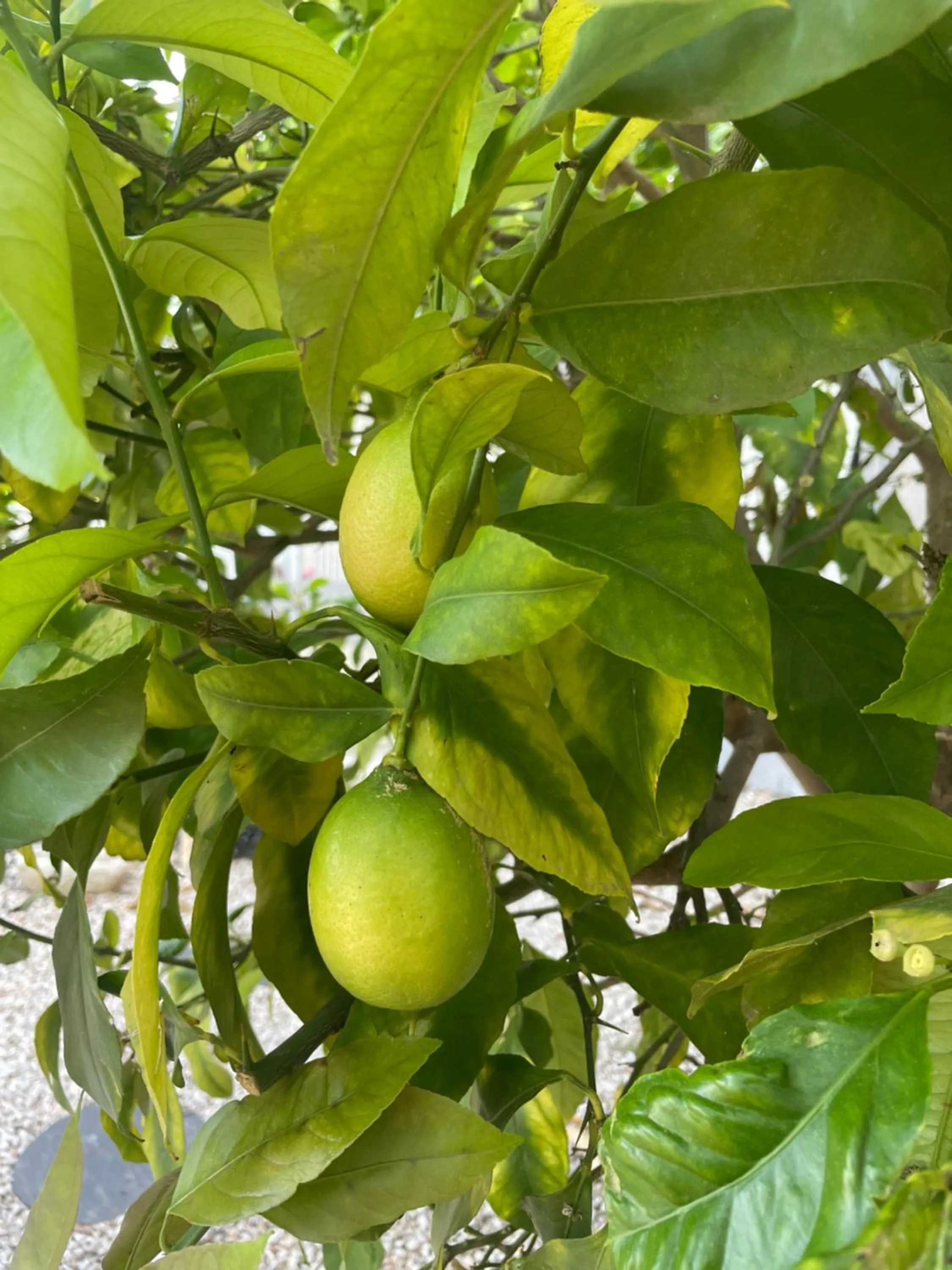 Garden in Acapella Hotel