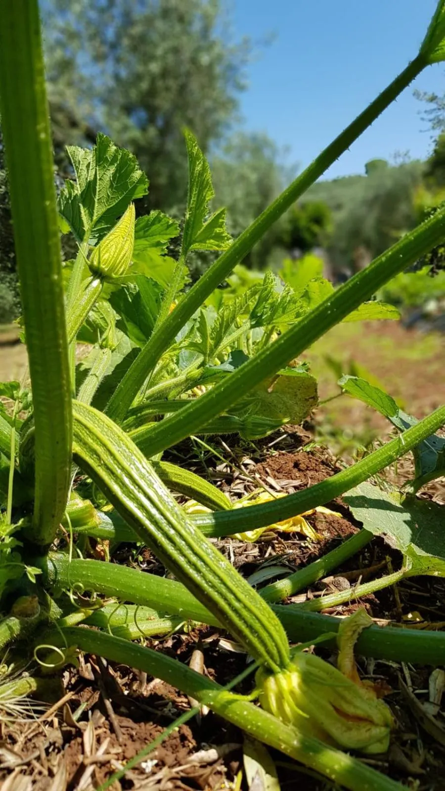 Food in Agriturismo Country Casale Rufo