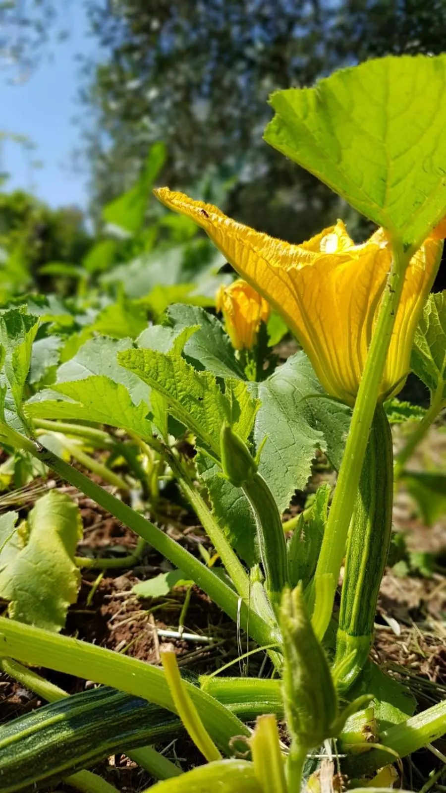 Food in Agriturismo Country Casale Rufo