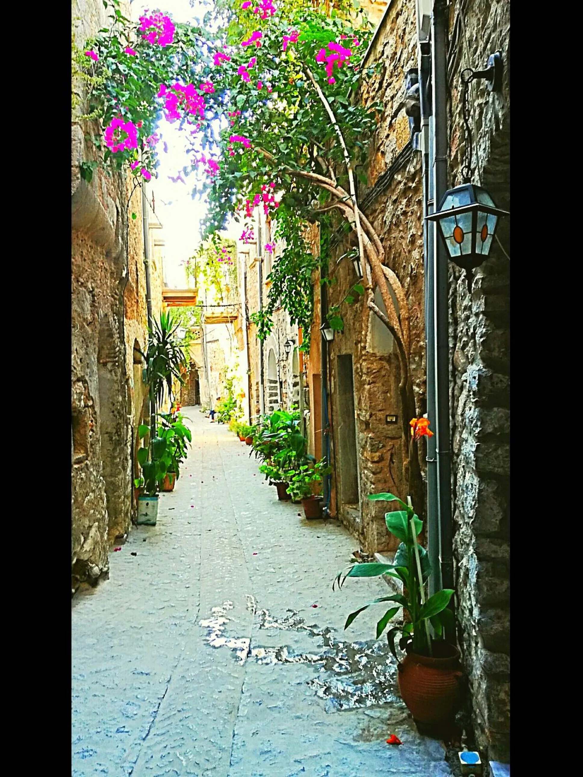 Other in Mesta Mastic