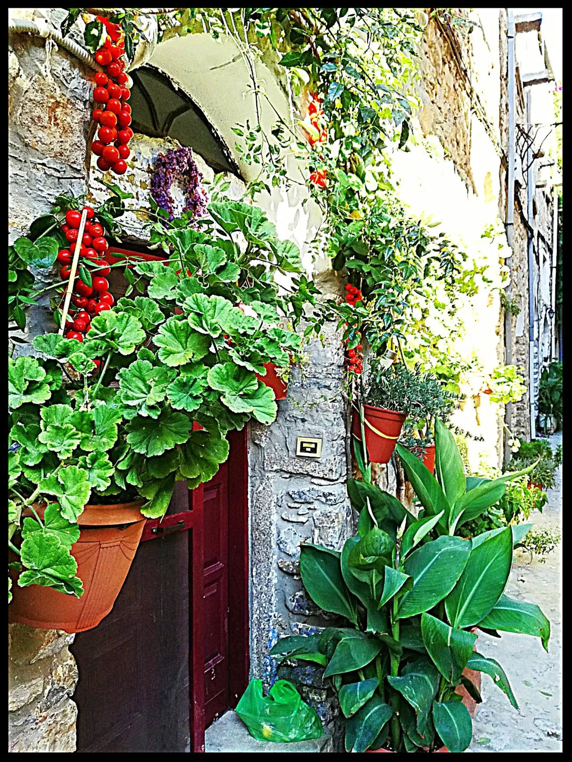 Neighbourhood in Mesta Mastic