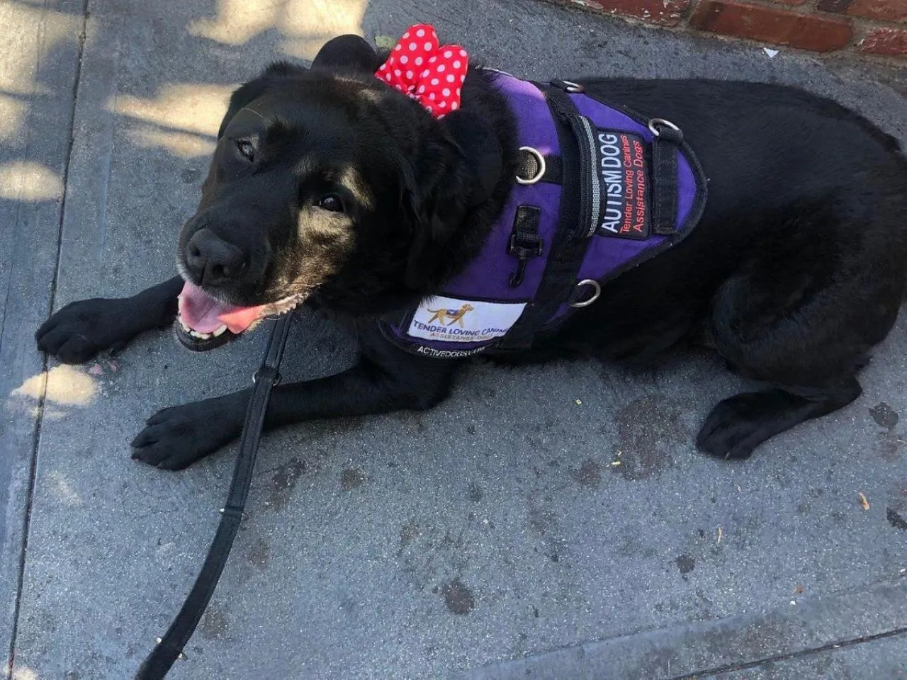 Pets in Adventure Inn - Glenwood Springs