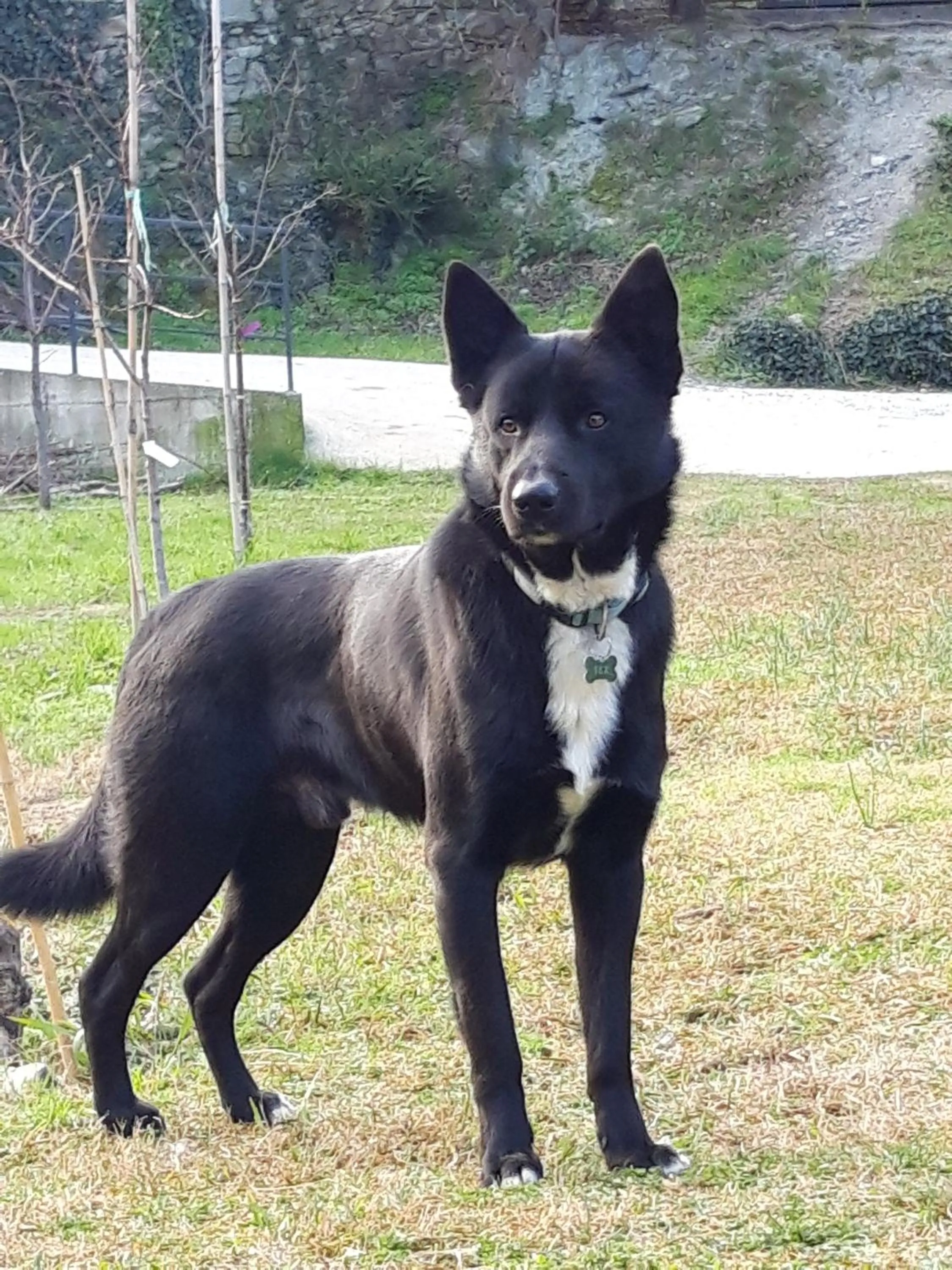 Pets in B&B Ai Tre Archi