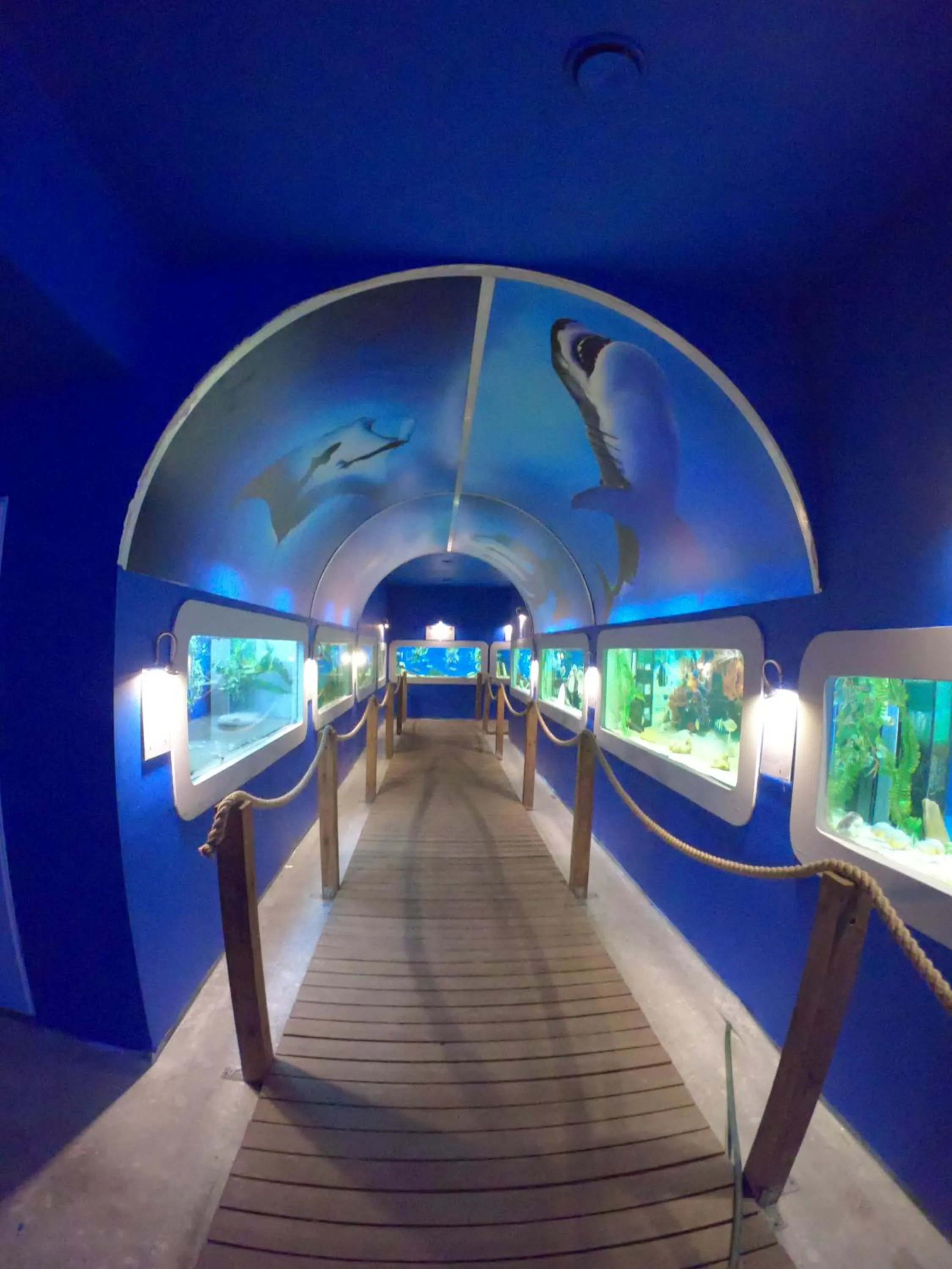 Animals in Dolphin House