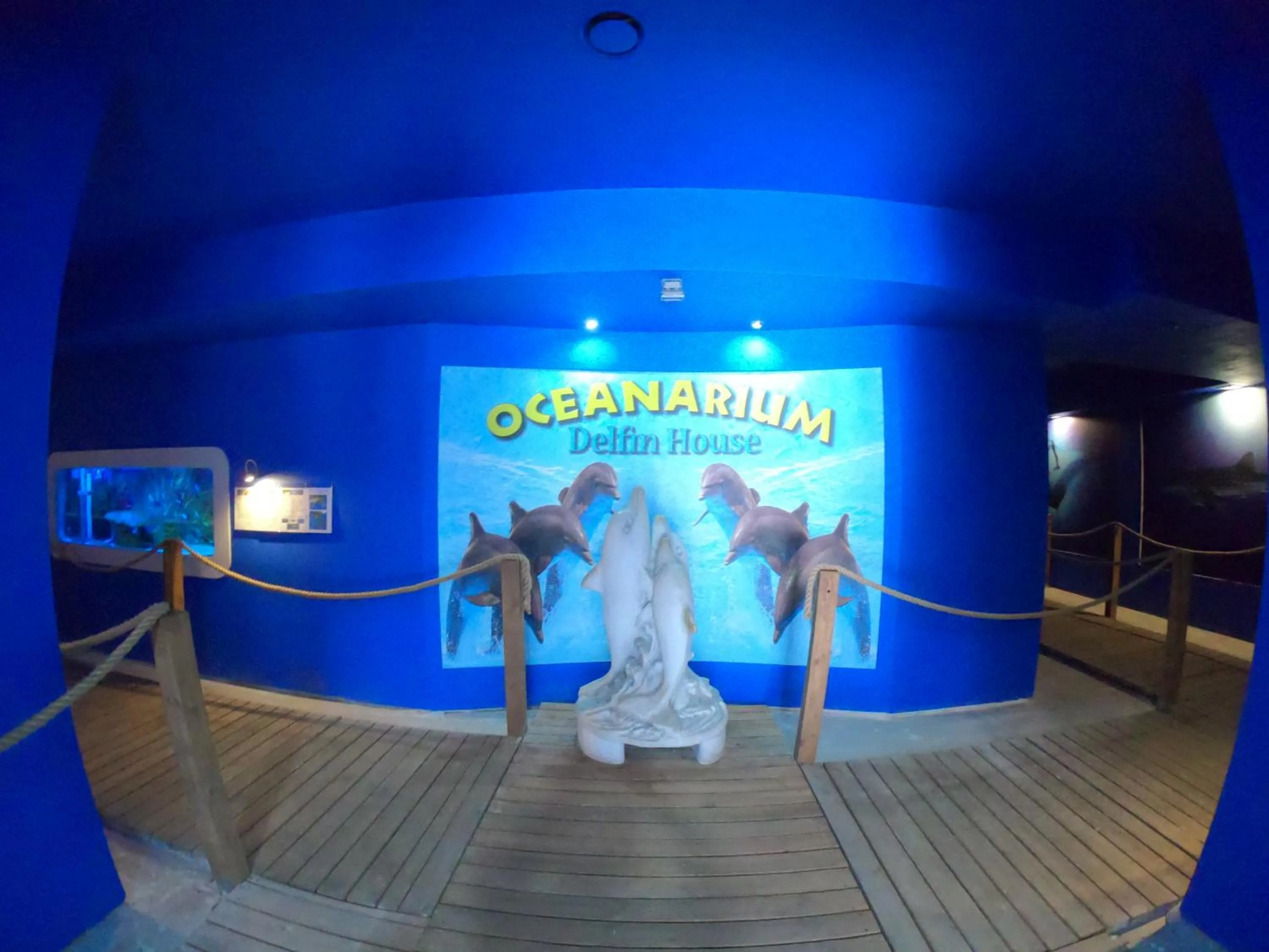 Animals in Dolphin House