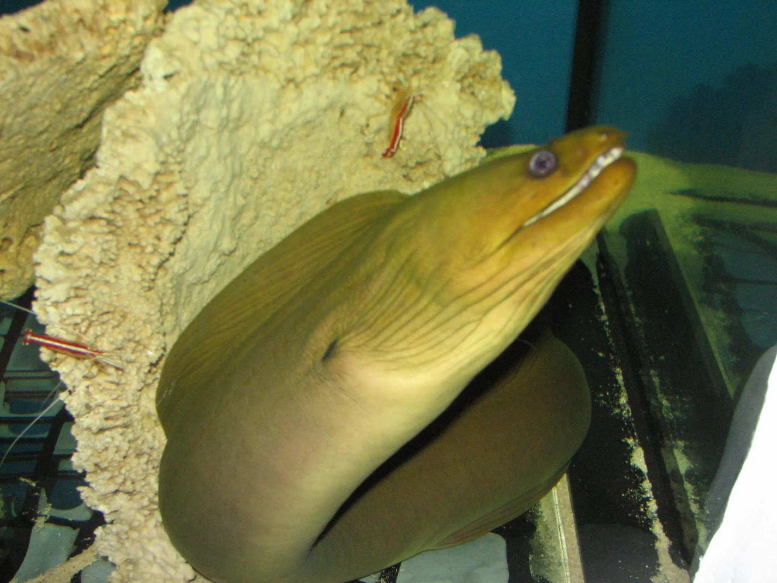 Activities in Dolphin House