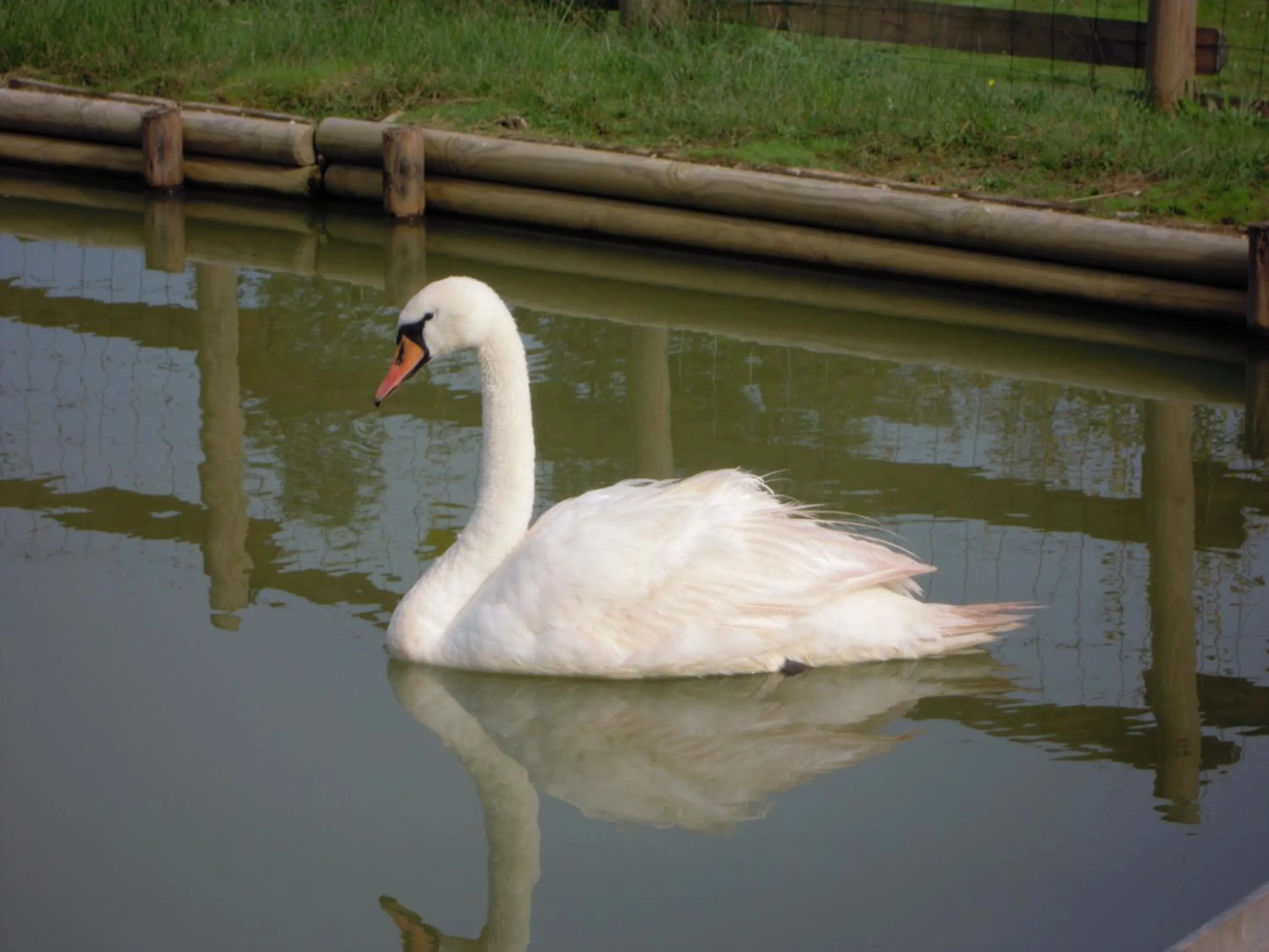 Animals in Hôtel Restaurant Le Régal