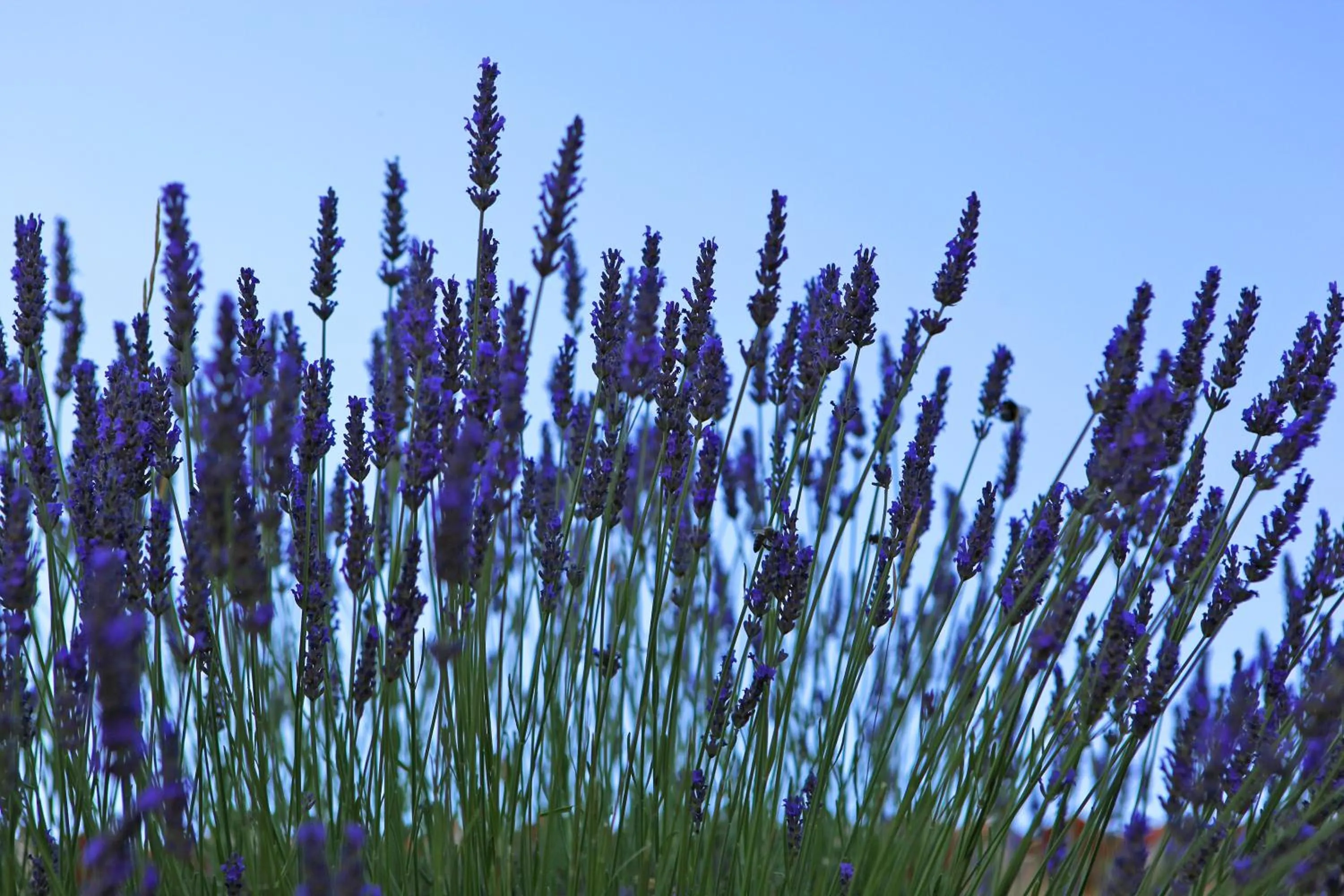 Logis Hôtel LE PRESSOIR