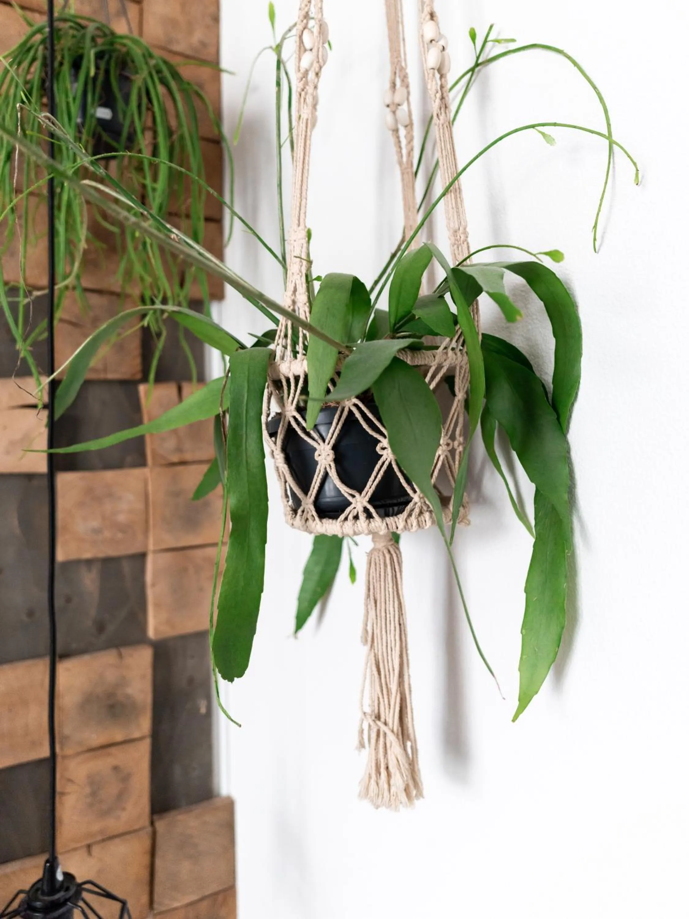 Decorative detail in Wolf Hotel Kitchen & Bar