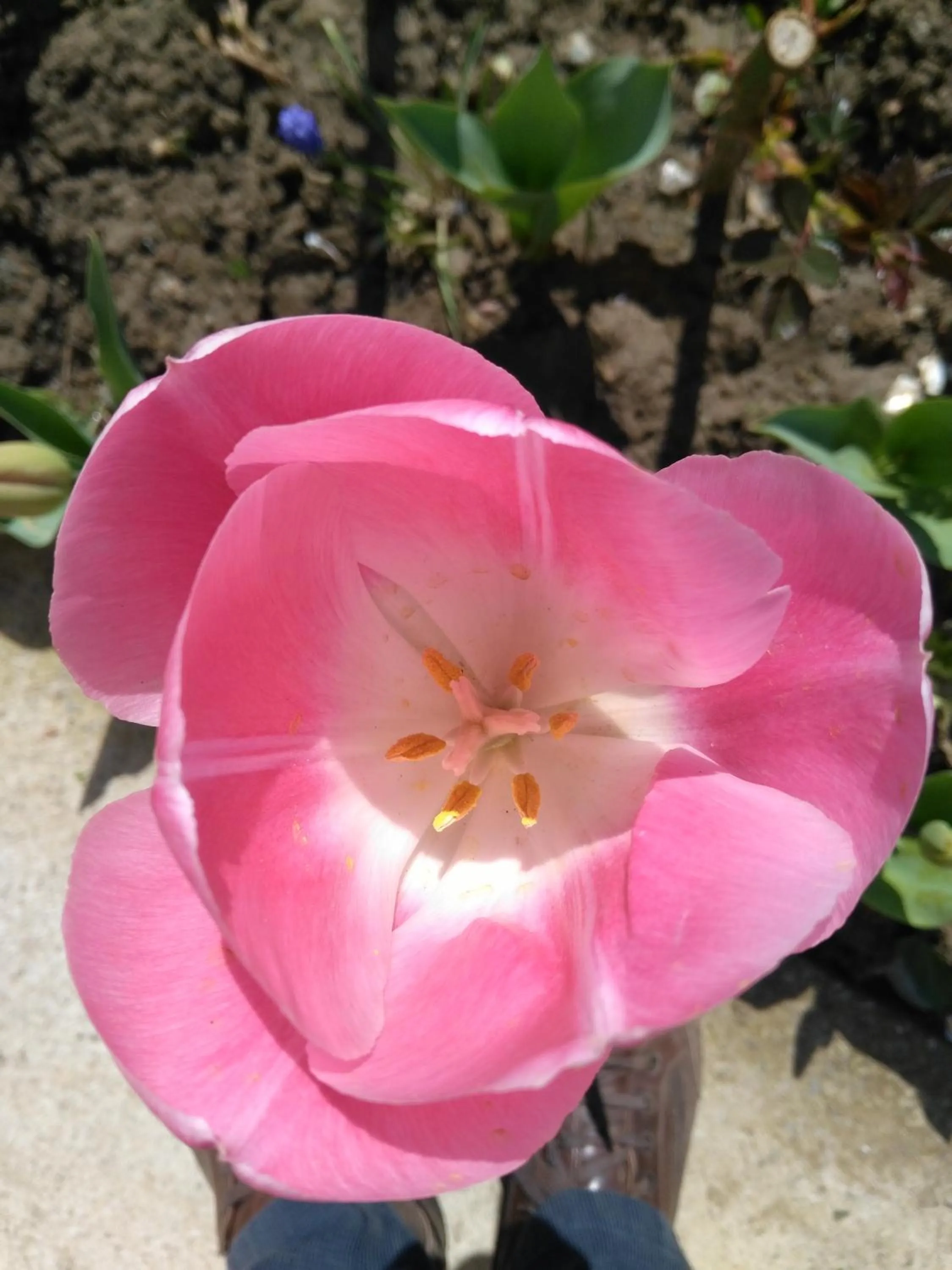 Garden in Ephesus Palace