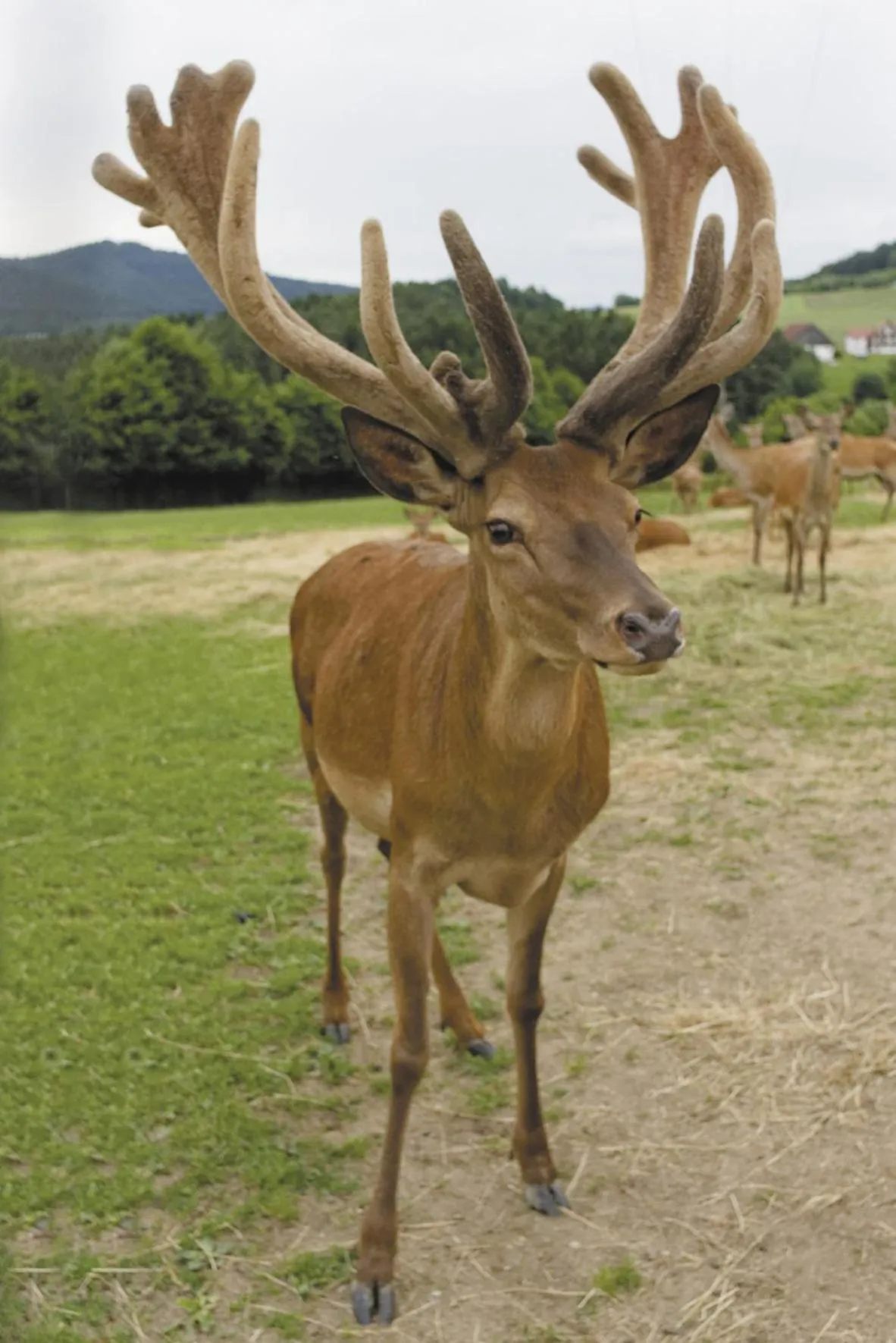 Animals in Panorama-Hotel am See