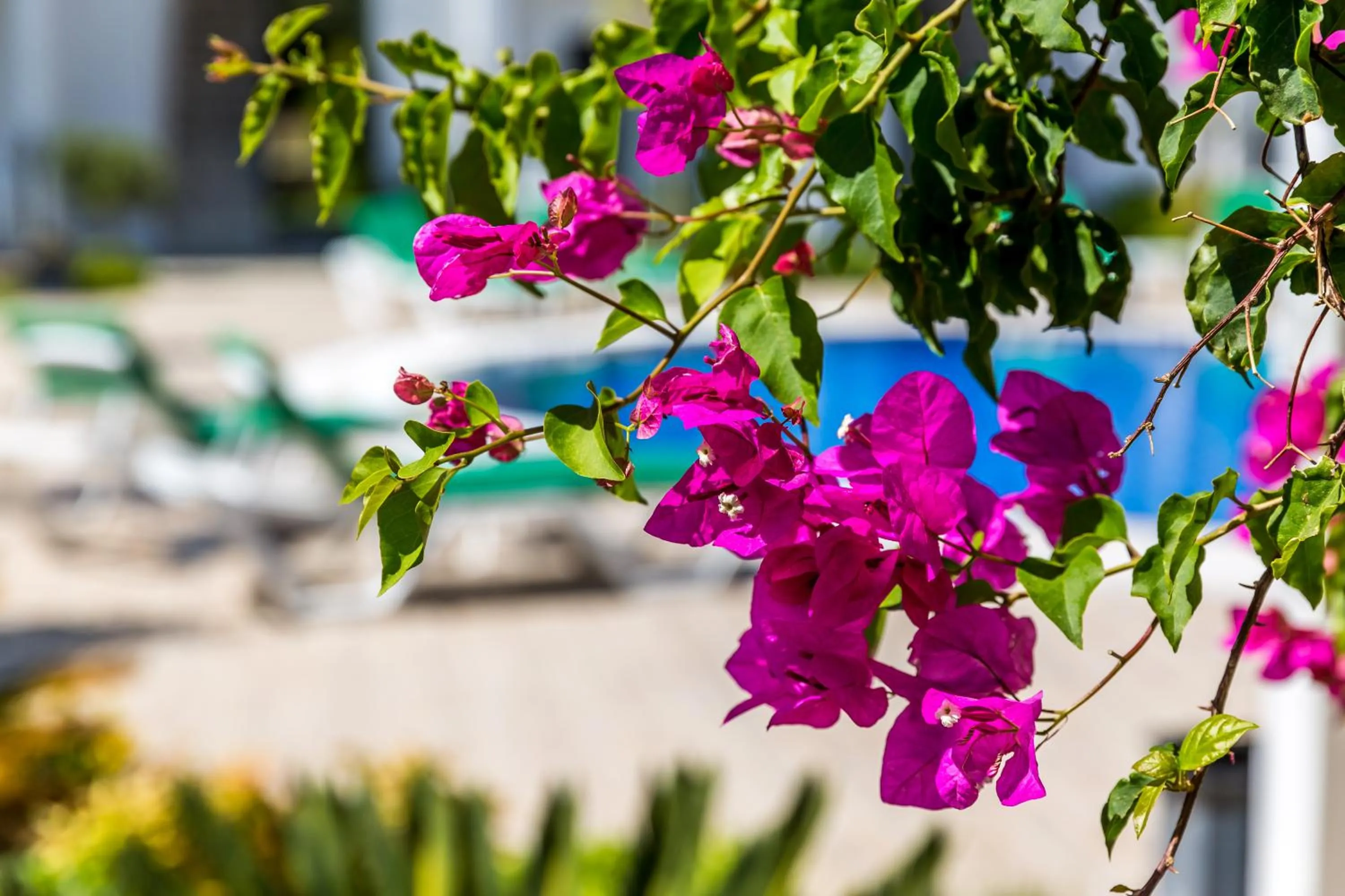 Natural landscape in Kalina Hotel