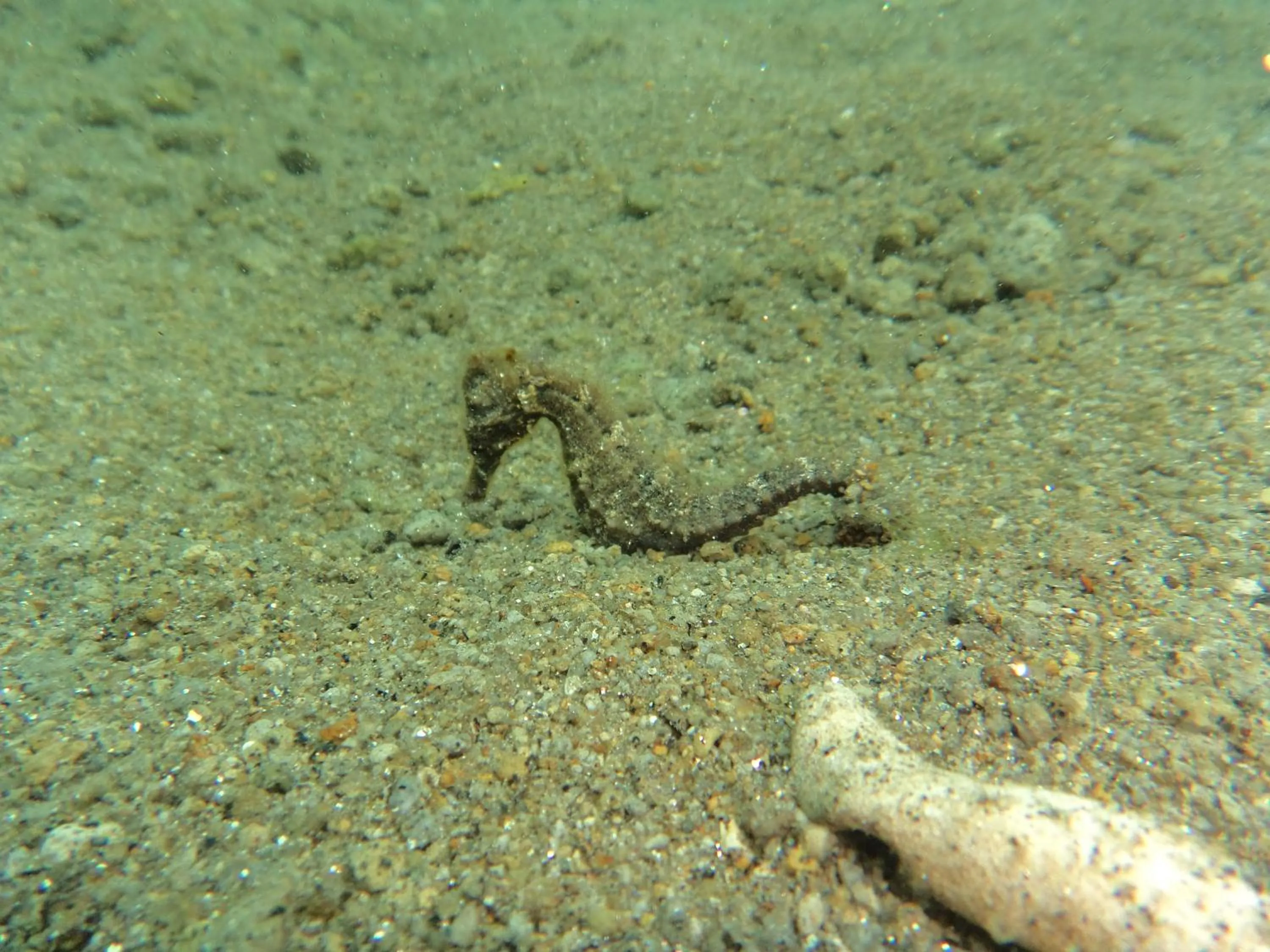 Area and facilities in Biorock Homestay & Dive Center Pemuteran