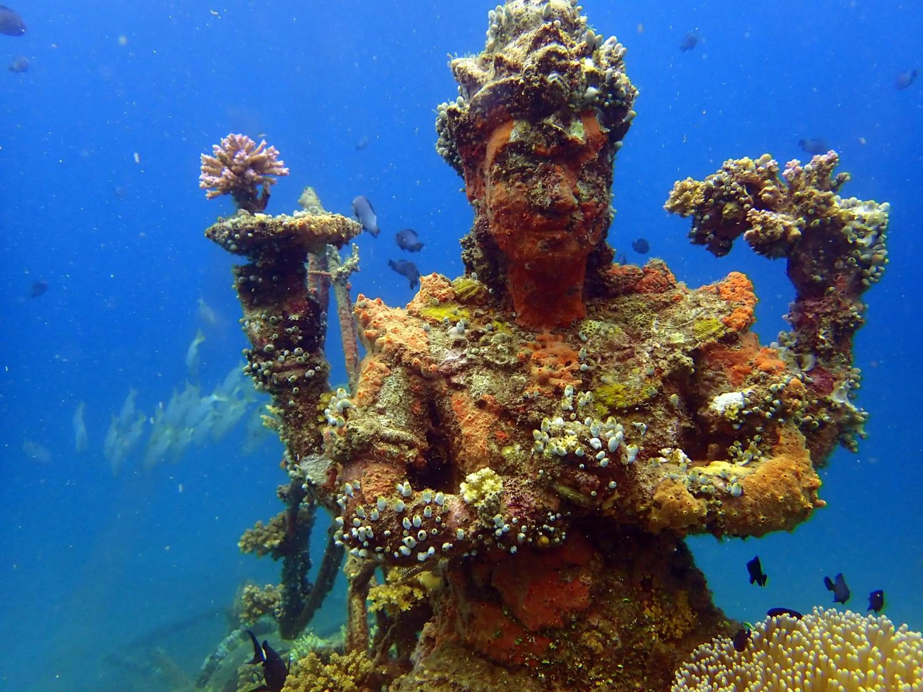 Snorkeling in Biorock Homestay & Dive Center Pemuteran