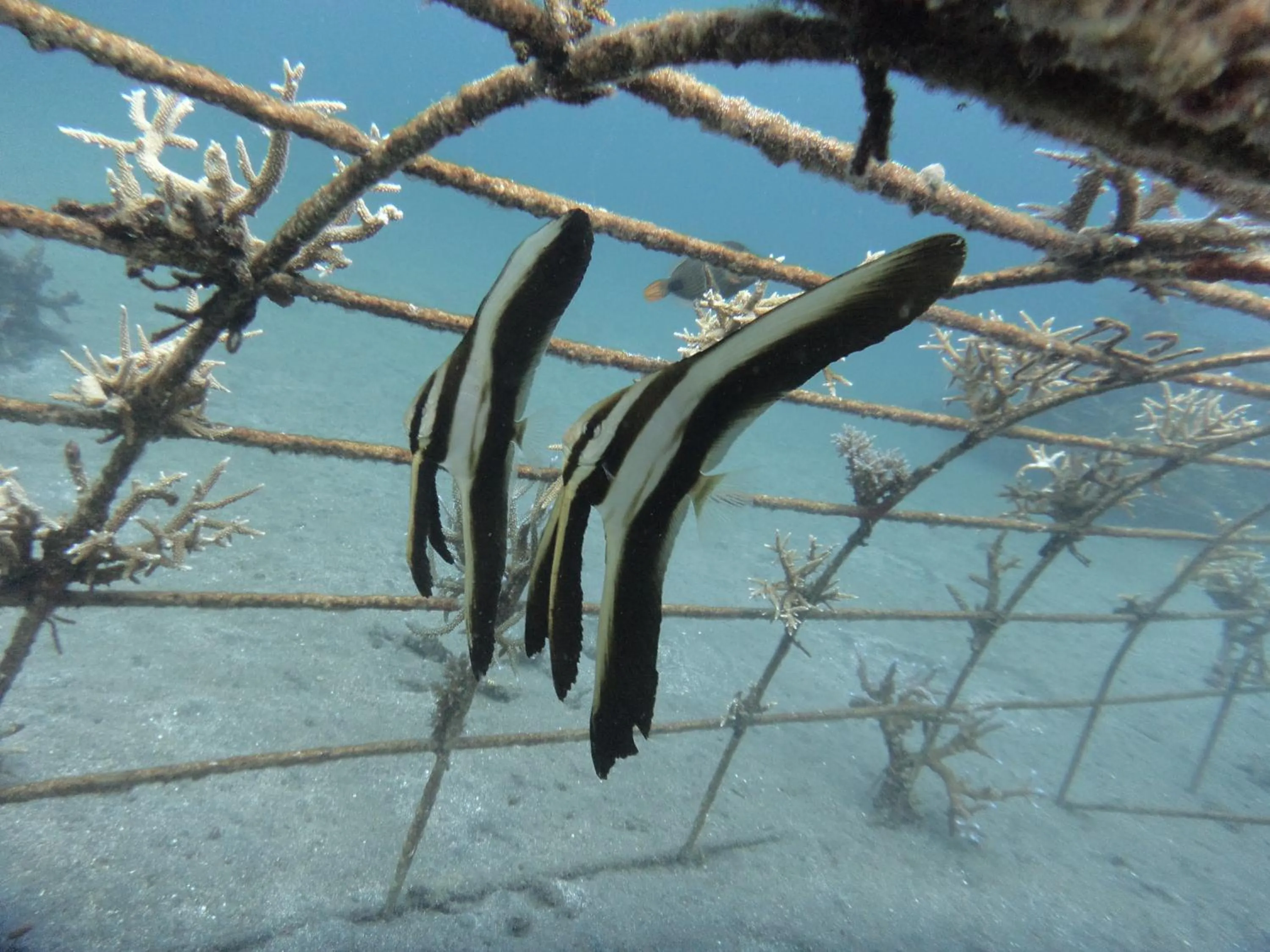 Snorkeling in Biorock Homestay & Dive Center Pemuteran