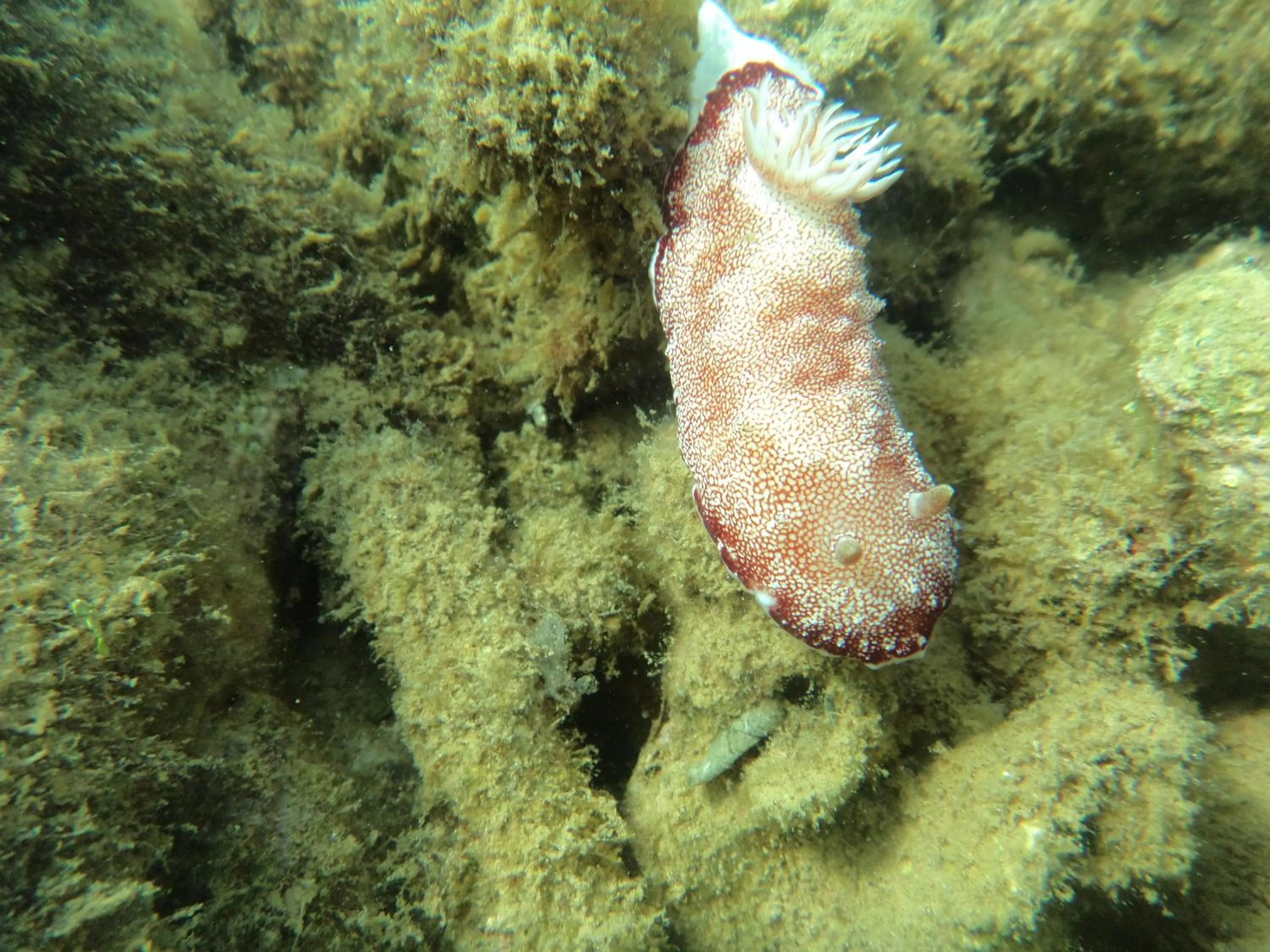 Diving in Biorock Homestay & Dive Center Pemuteran
