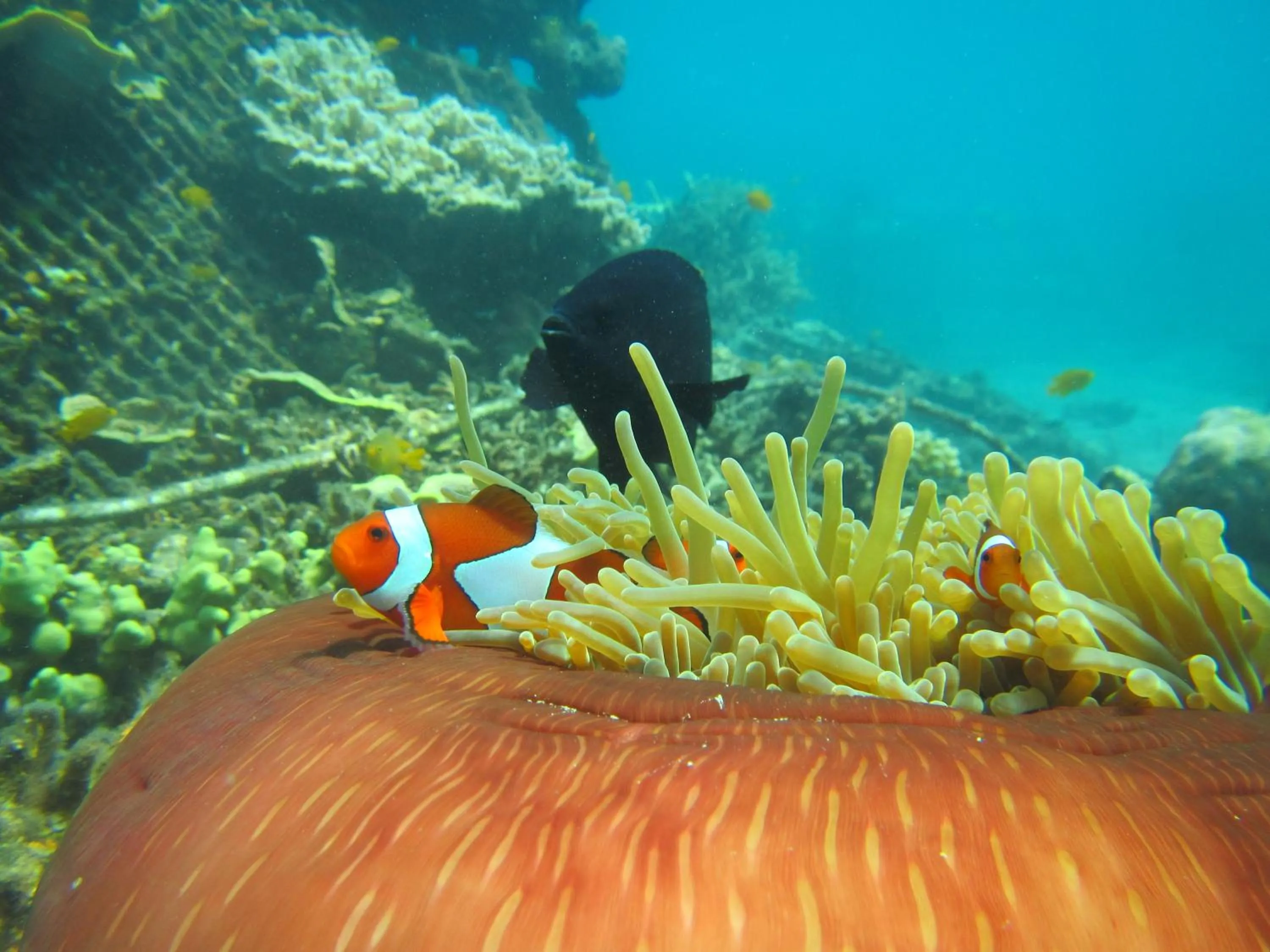 Diving in Biorock Homestay & Dive Center Pemuteran