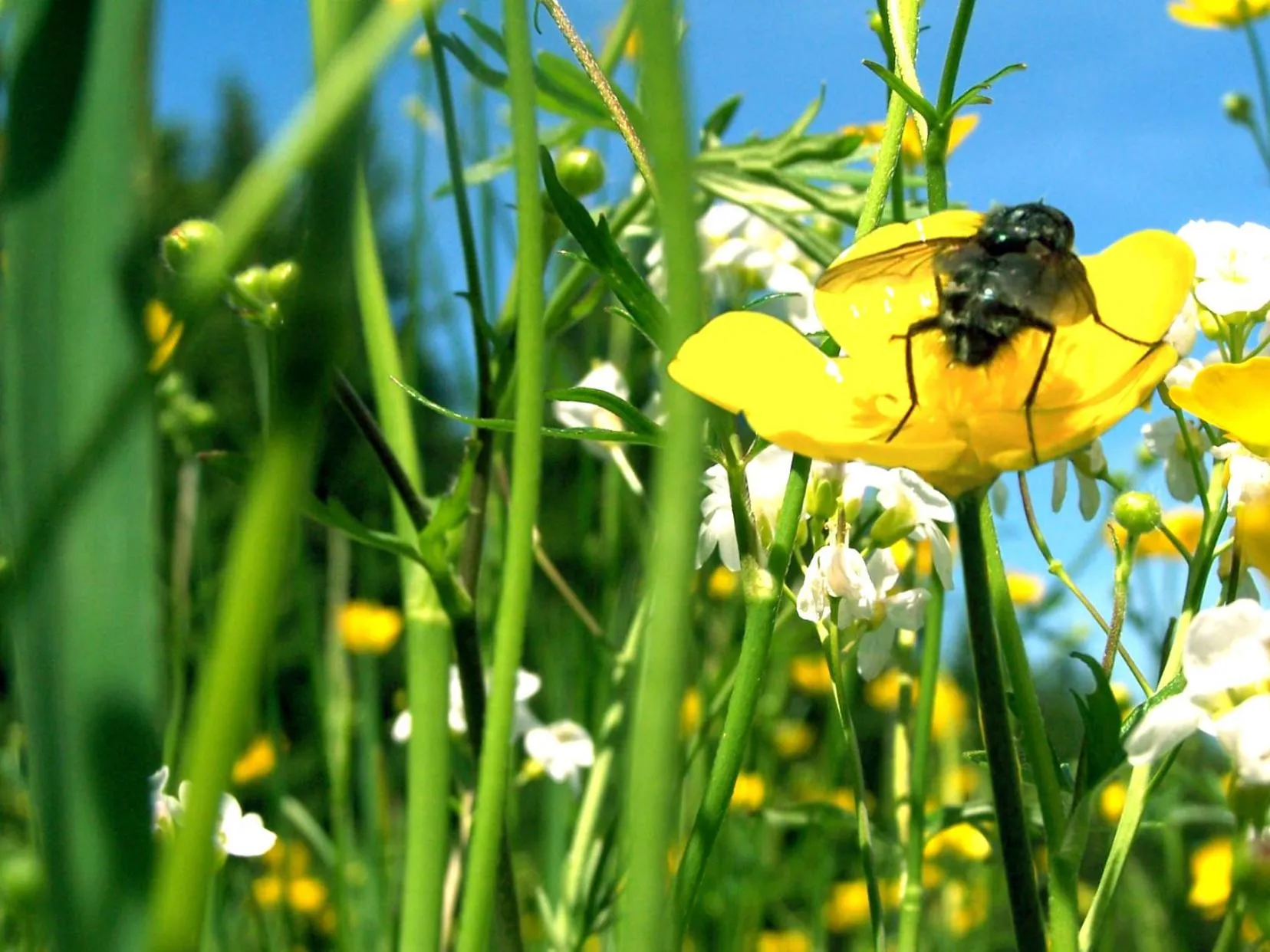 Ferienhotel Mühlleithen