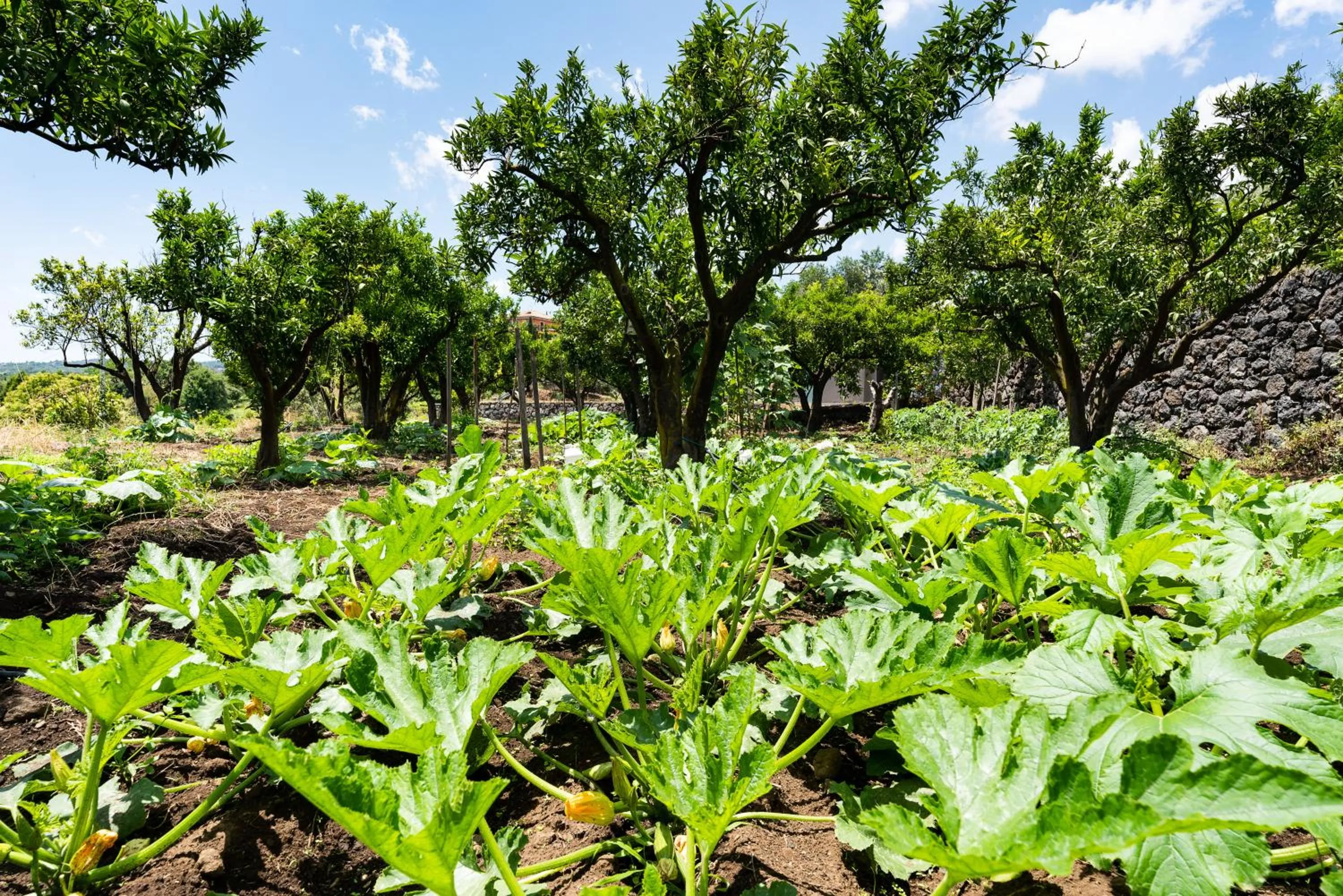 Natural landscape in Kepos Etna Relais & Exclusive Spa