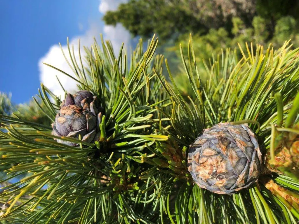 Natural landscape in Hotel Jaufentalerhof