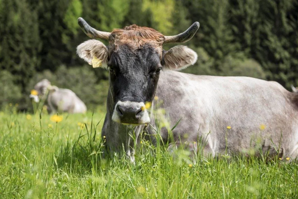 Natural landscape in Hotel Jaufentalerhof