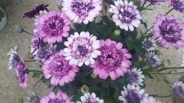 Garden in Alexandros Studios Apartments