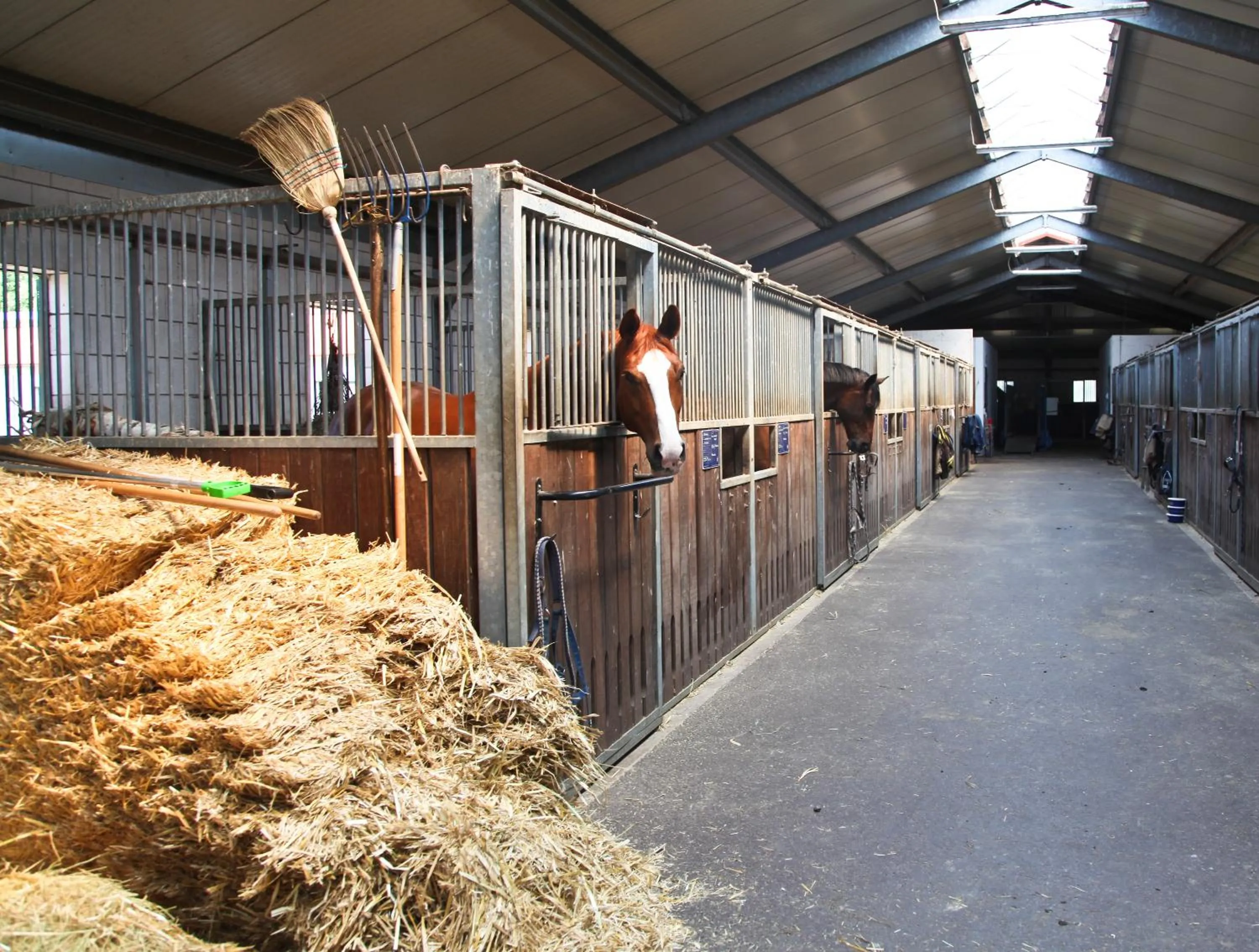 Animals in Country Inn Suitenhotel