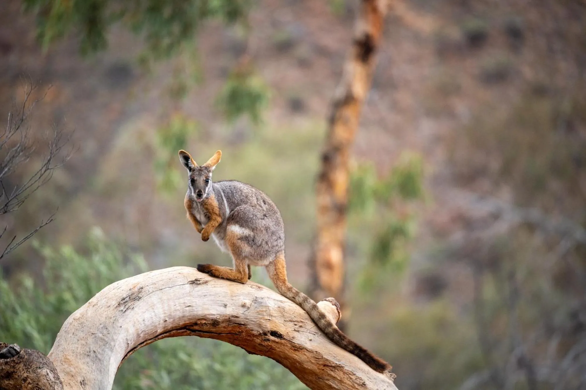 Natural landscape in Arkaroola Wilderness Sanctuary