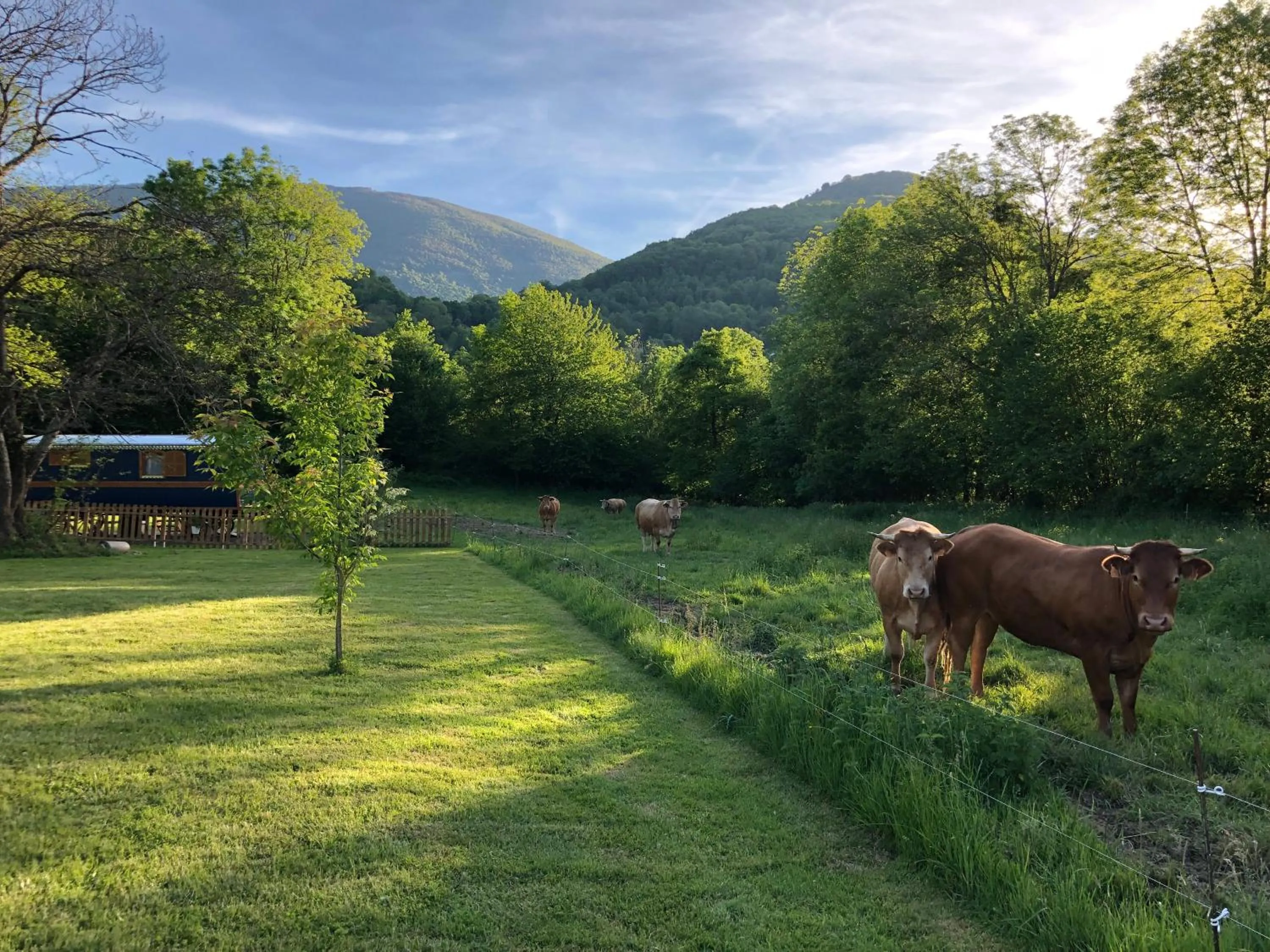 Animals in Du Coté de Lacoume