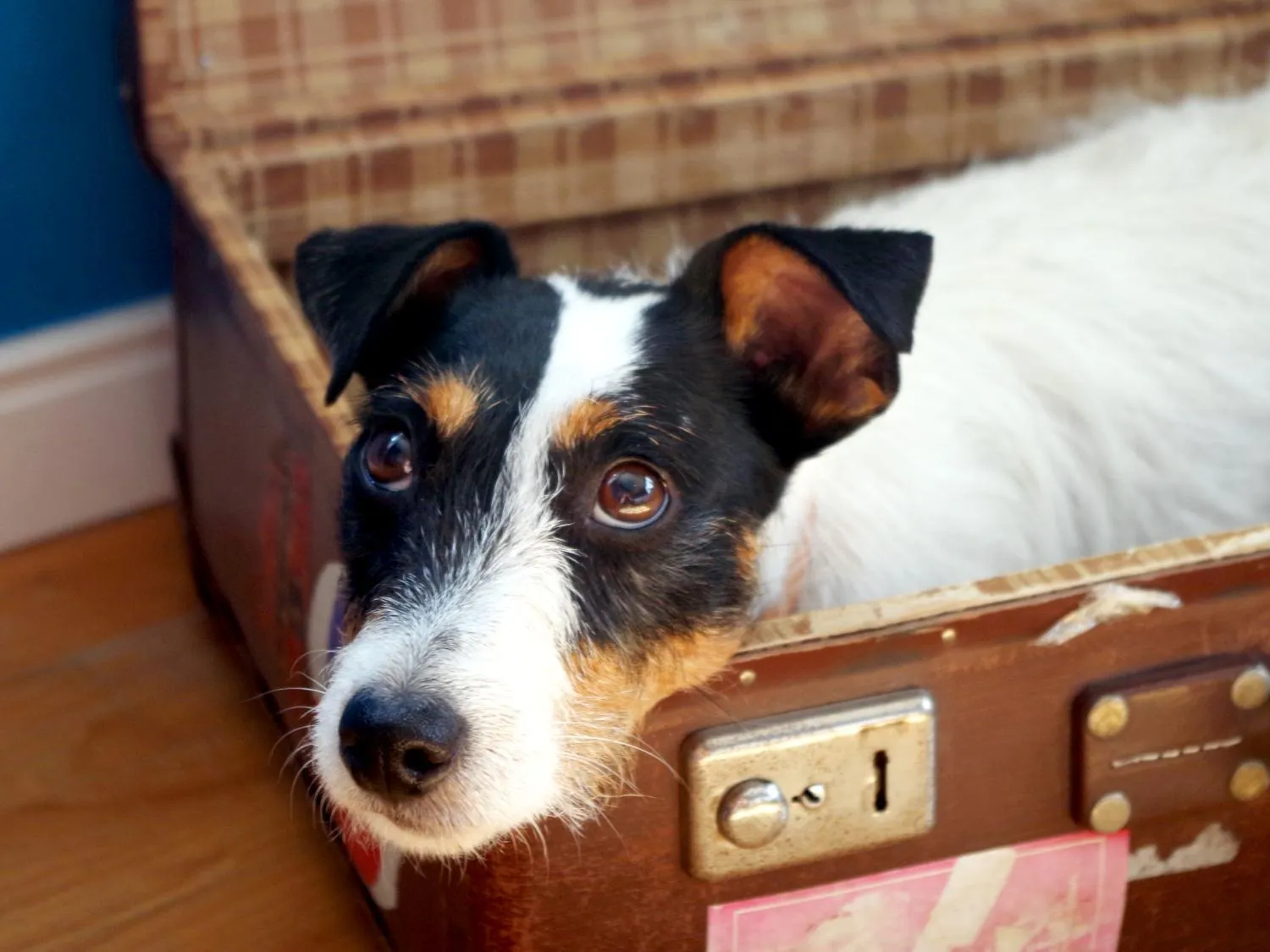 Pets in Schloss Hertefeld & Hertefeldhof