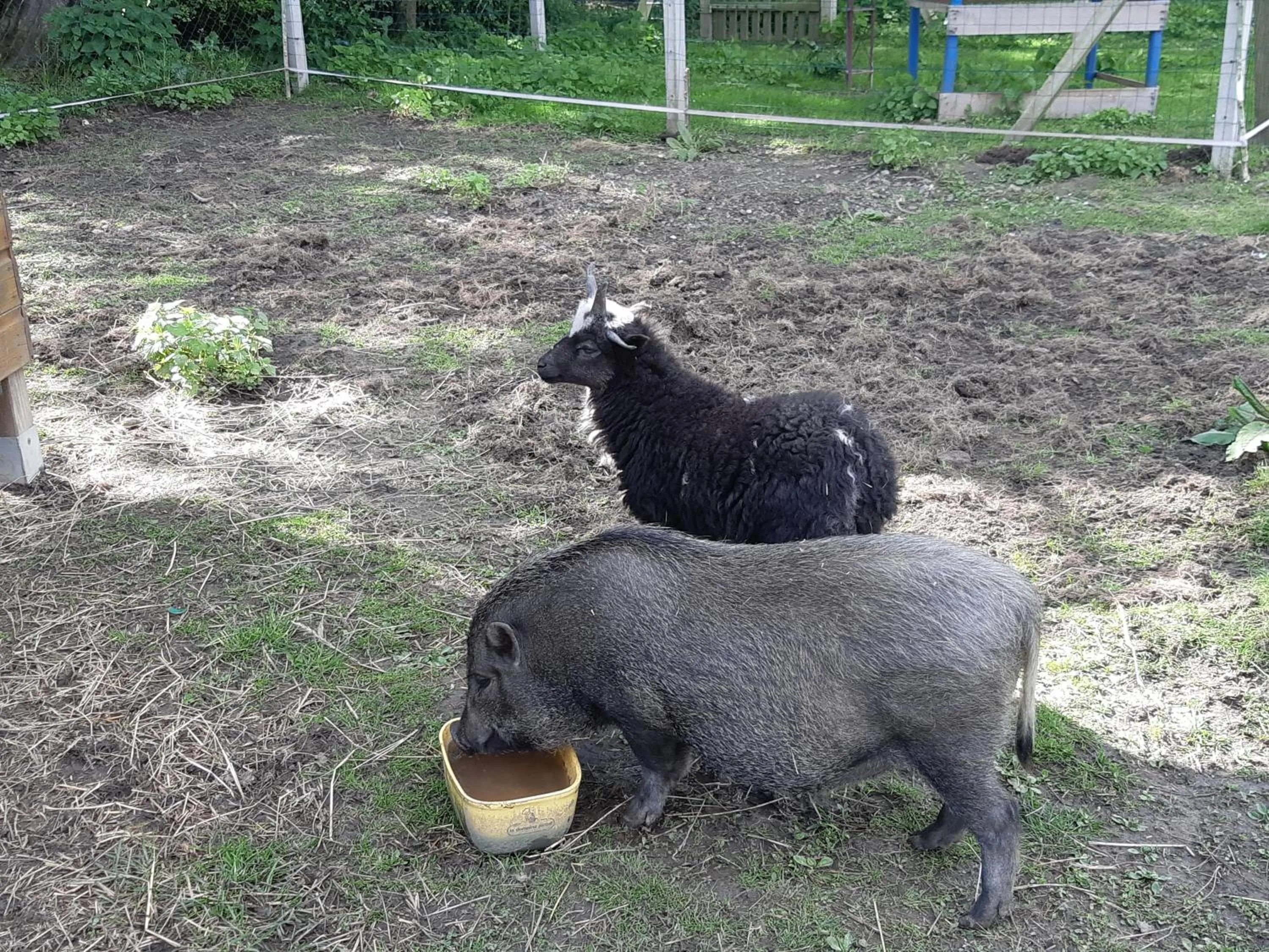 Animals in Roulotte La Verdine