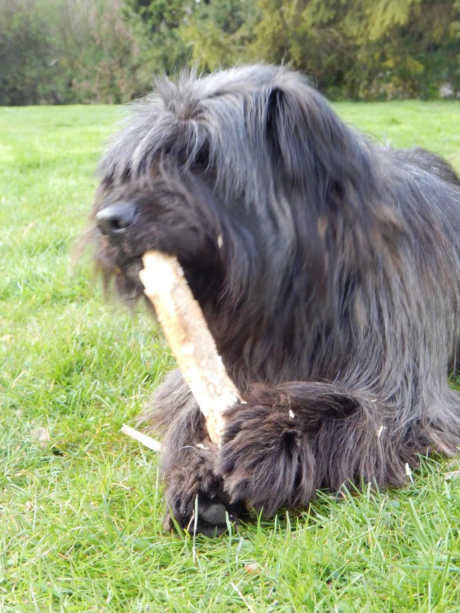 Pets in Roulotte La Verdine