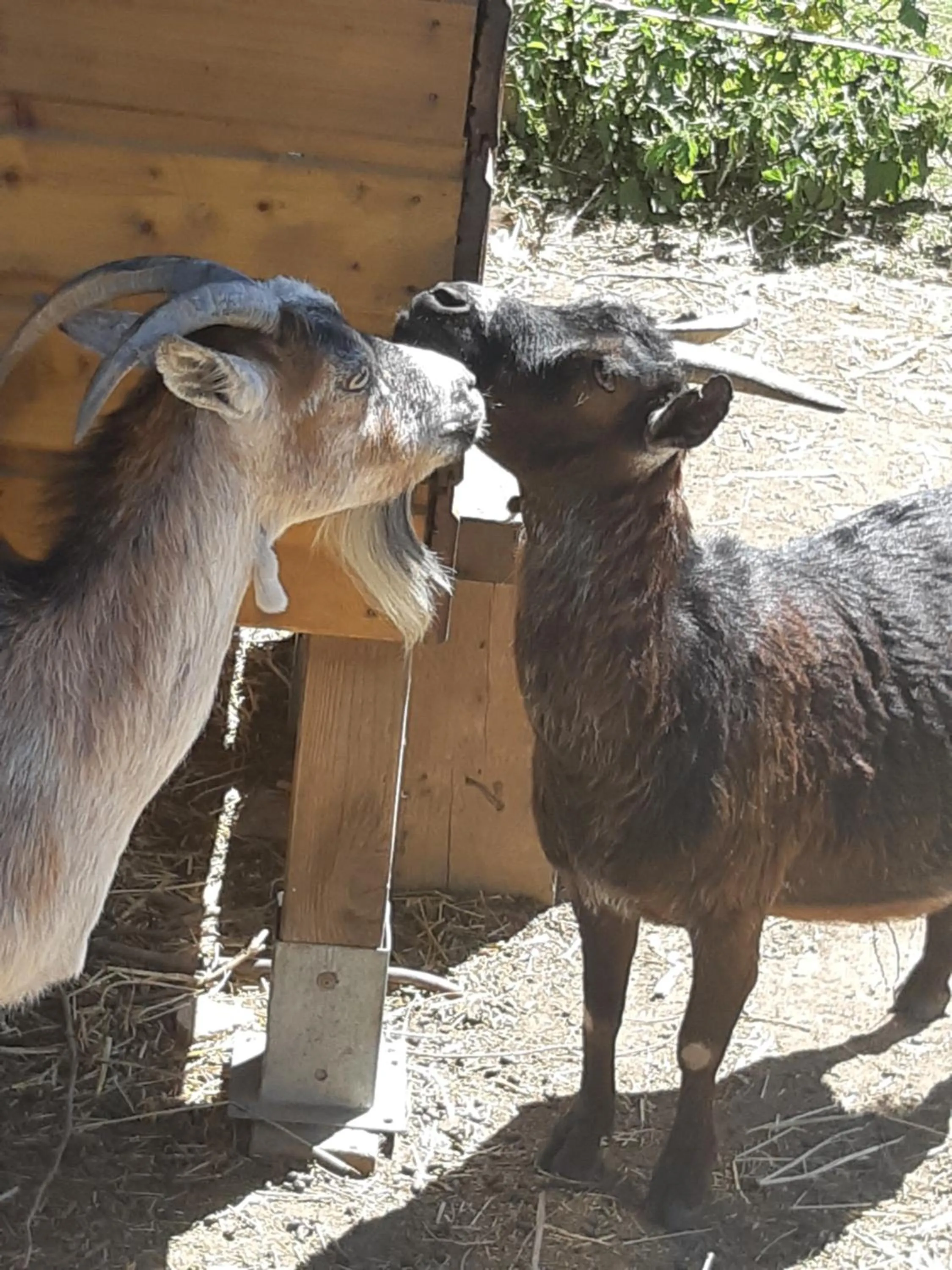 Animals in Roulotte La Verdine