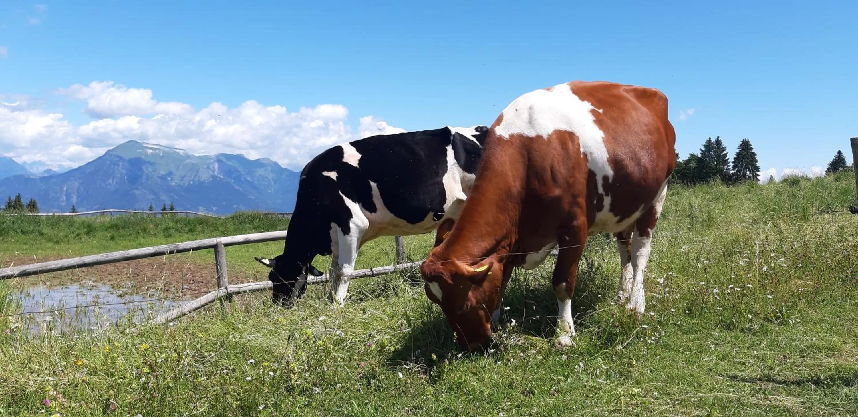 Animals in Albergo Chalet Abete Rosso