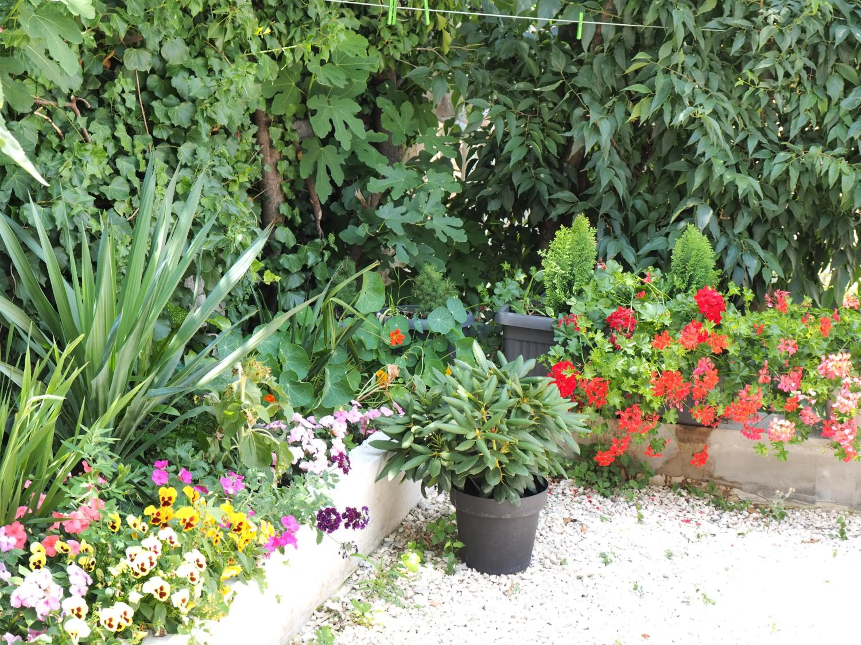 Garden in Captain Emo City Apartments