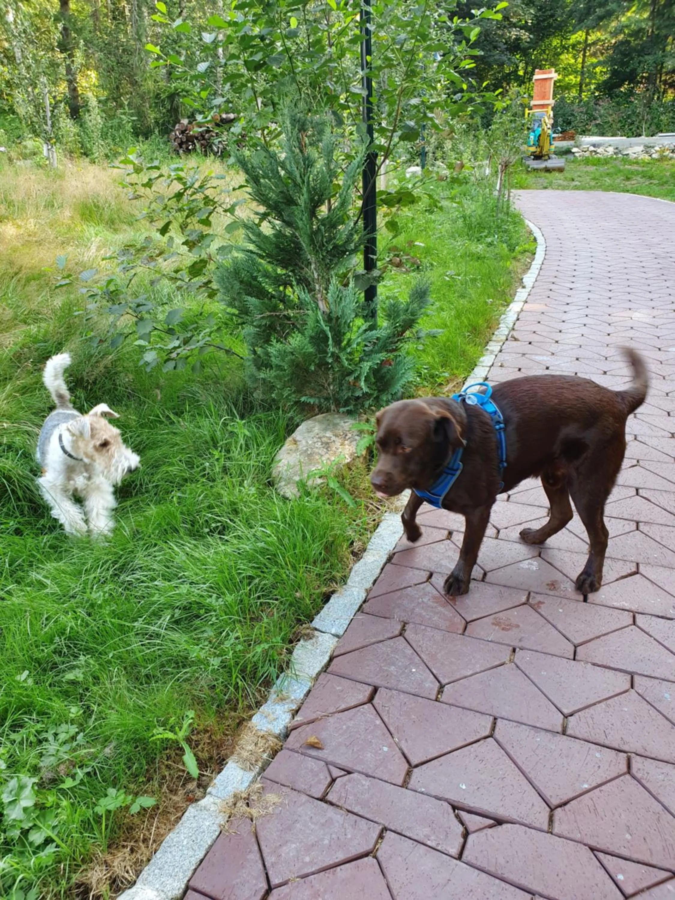 Pets in Wellness Resort Romantika