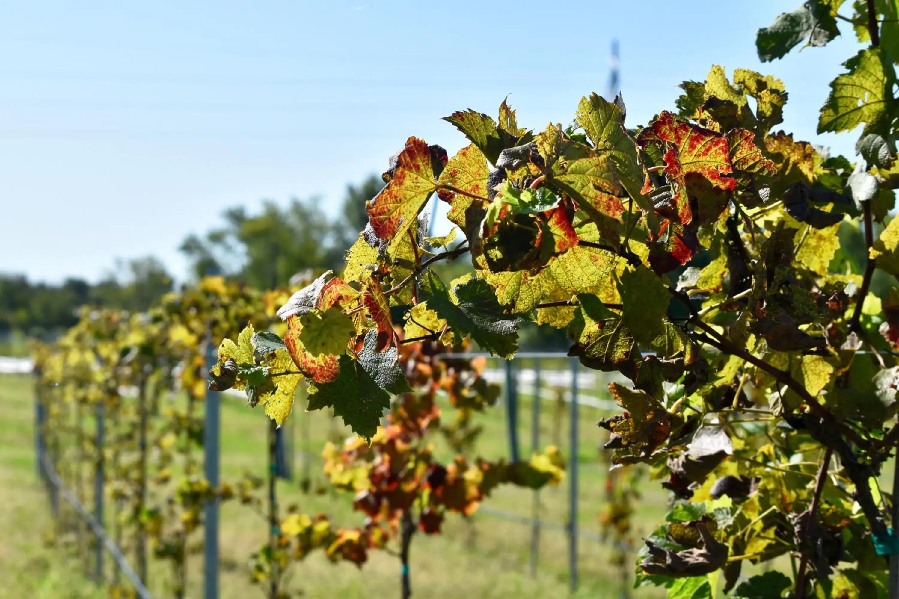 Garden view in Depot Inn & Suites Garden view in Depot Inn & Suites