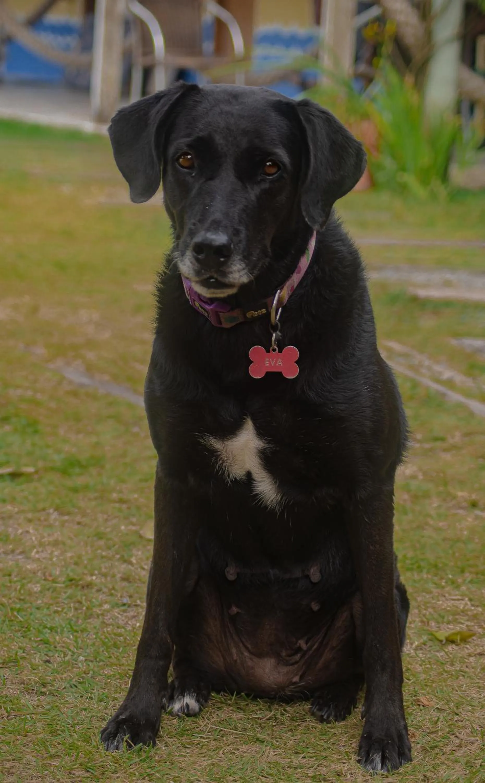 Pets in Pousada Estalagem Vila Tania