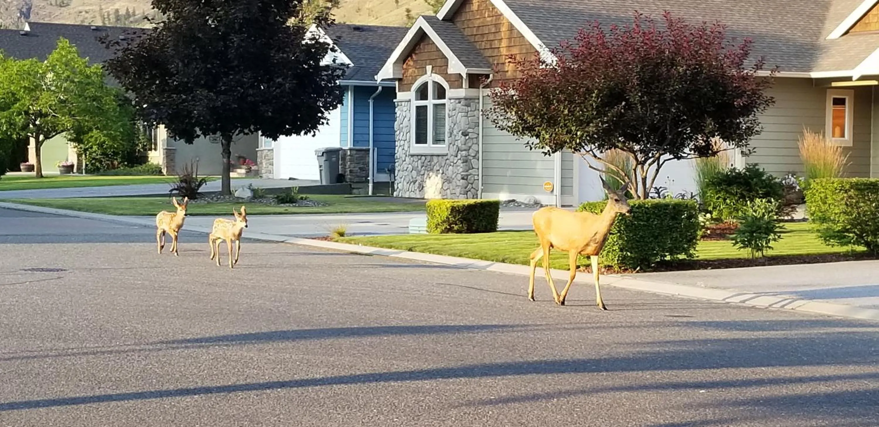 Animals in Overlander B&B