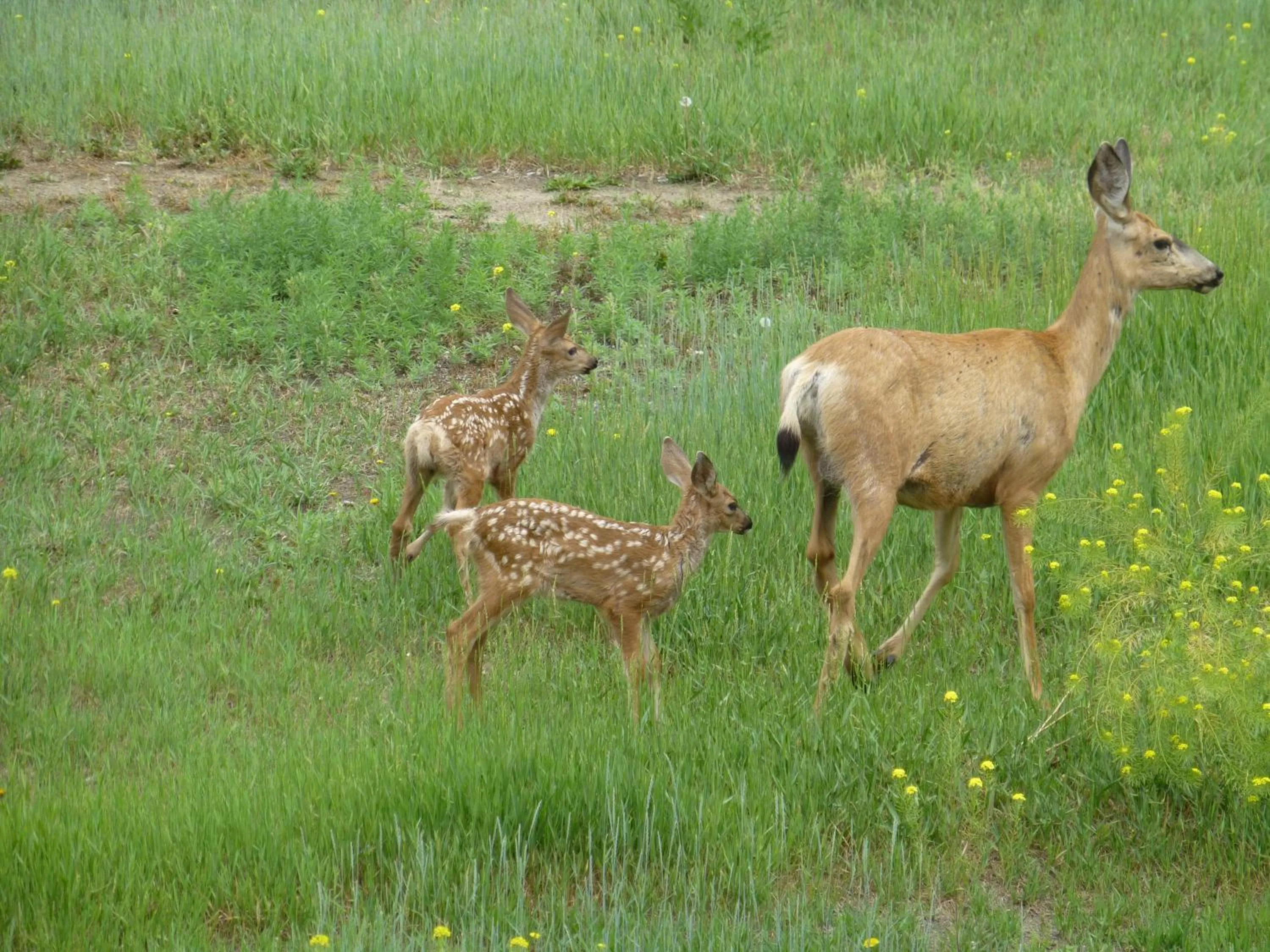Animals in Overlander B&B