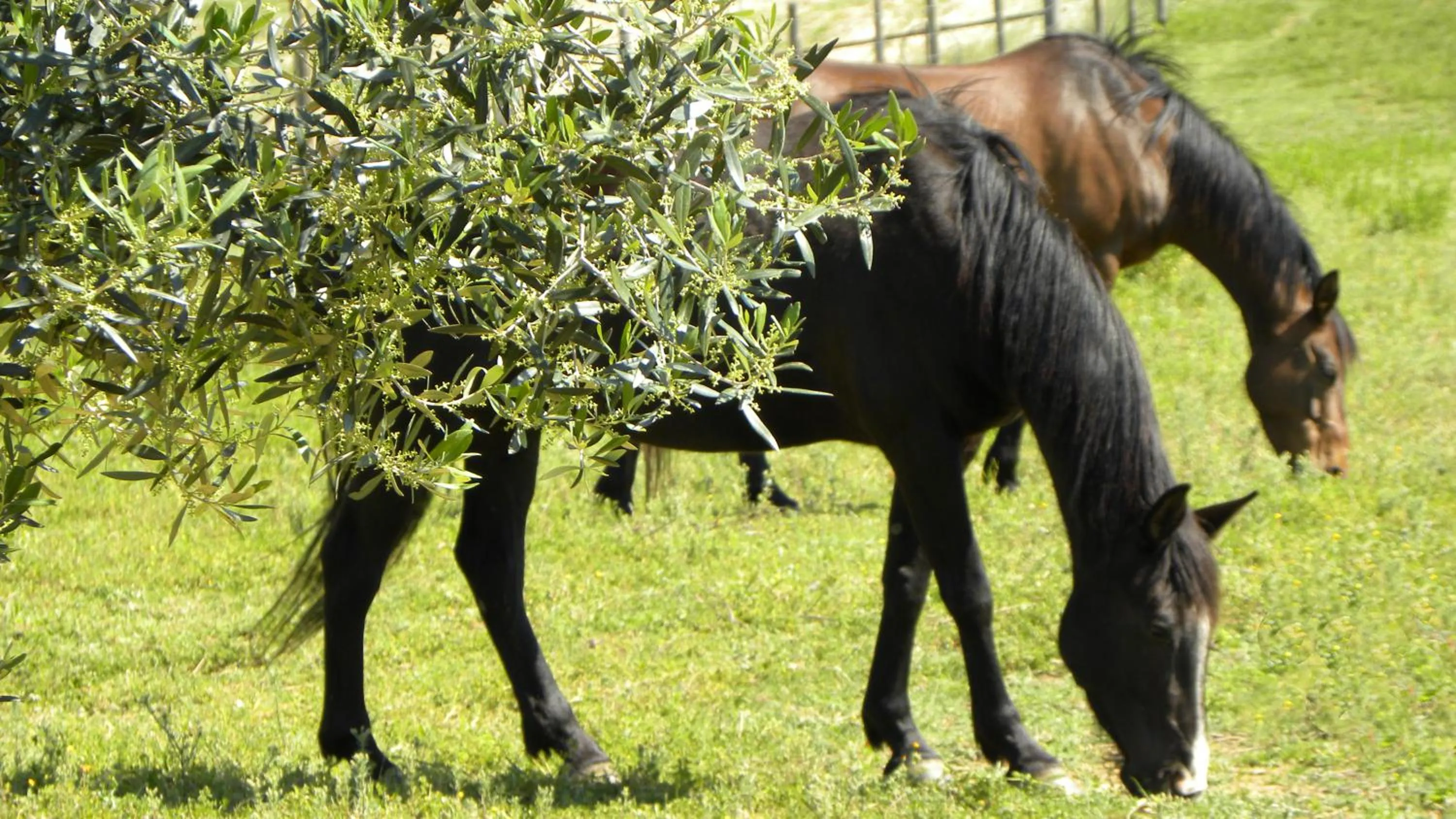 Horse-riding in Macchiabuia